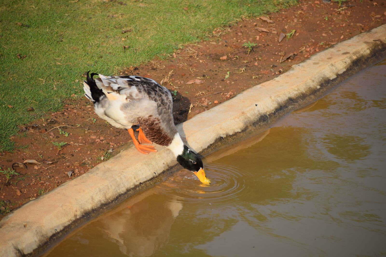 Nikon D5300 sample photo. Bird, nature, water photography