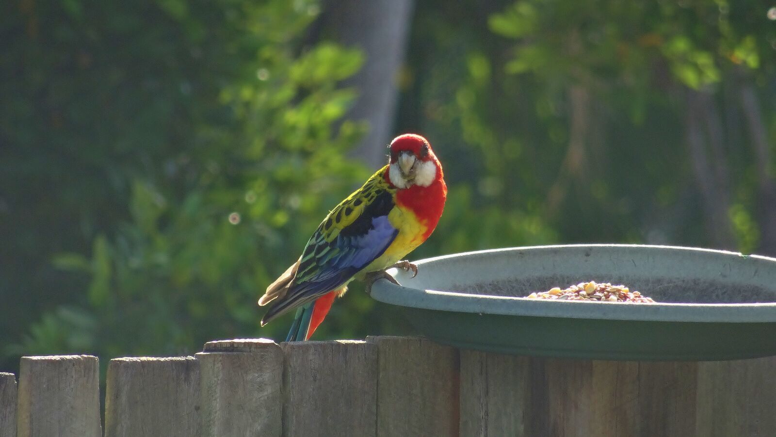 Sony Cyber-shot DSC-HX50V sample photo. Bird, nature, outdoors photography