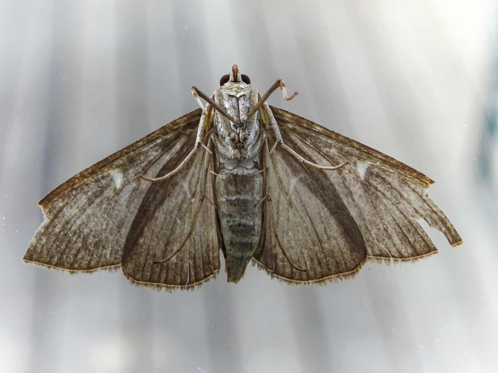 Sony DSC-HX60 sample photo. Motte, moth, insect photography