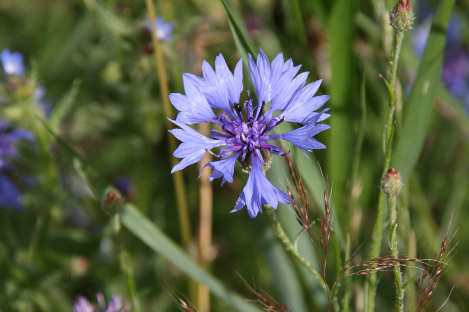 Canon EOS 400D (EOS Digital Rebel XTi / EOS Kiss Digital X) sample photo. Cornflower, bee, blossom photography