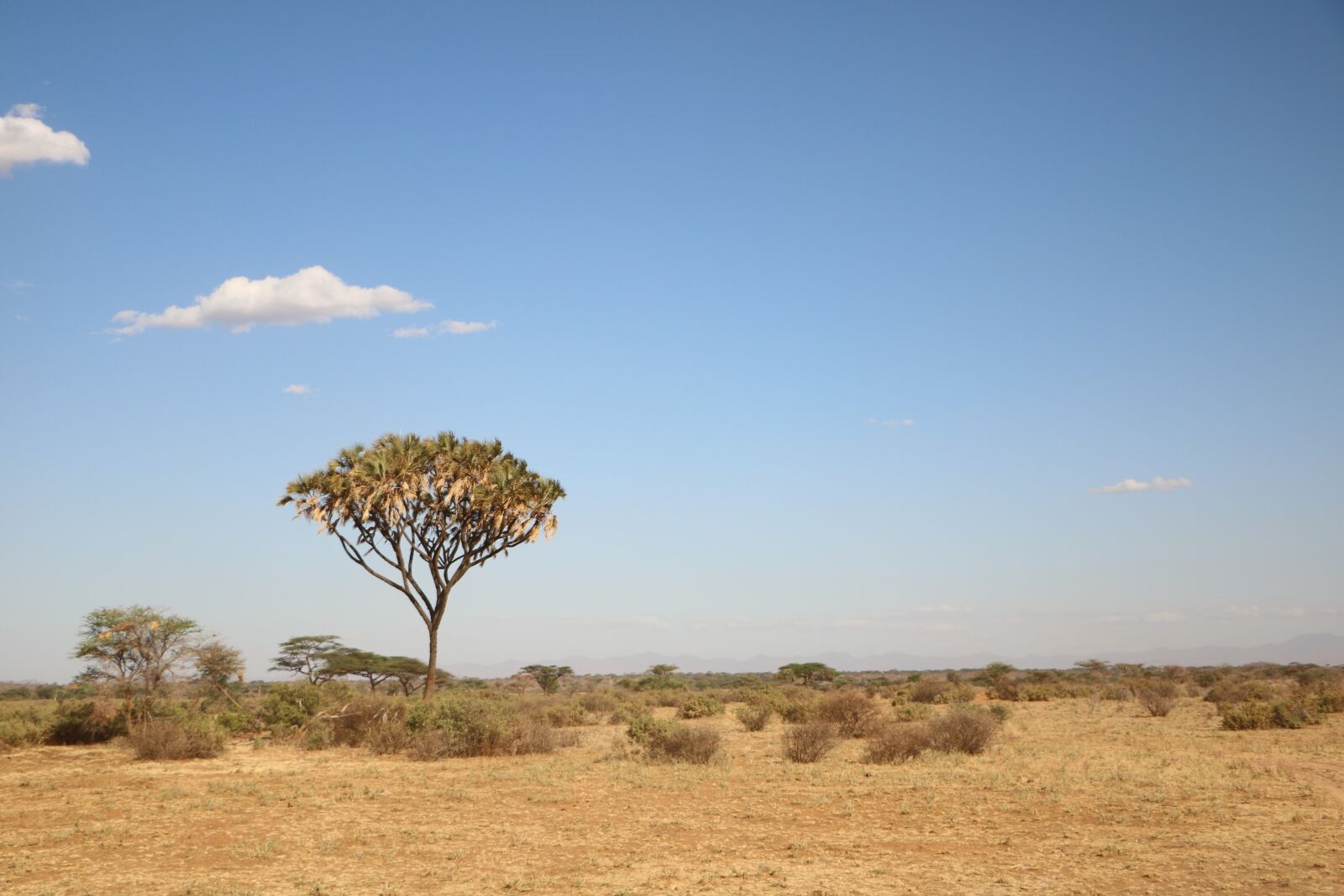 Canon EOS 760D (EOS Rebel T6s / EOS 8000D) sample photo. Tree, savanna, nature photography