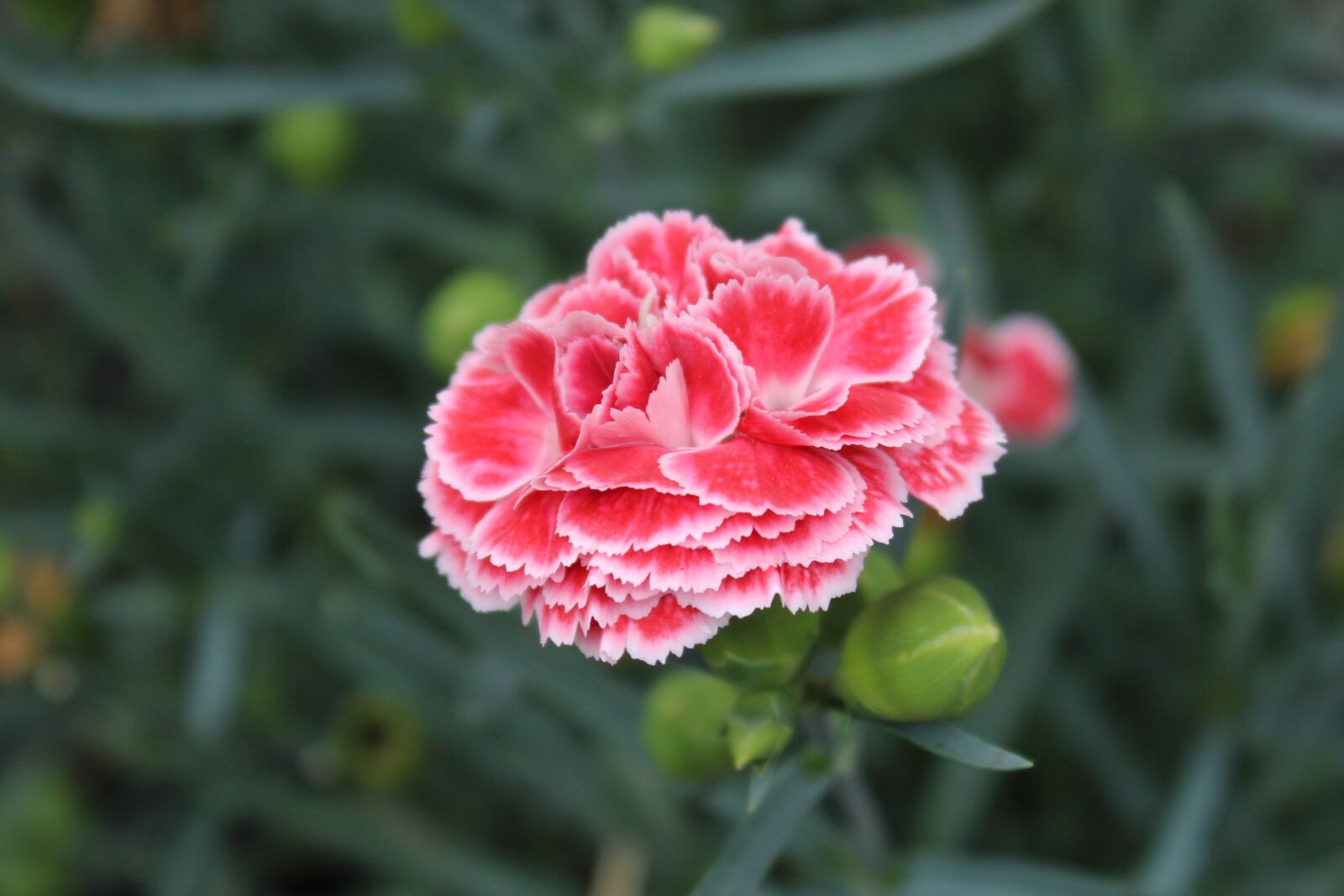 Canon EOS 1200D (EOS Rebel T5 / EOS Kiss X70 / EOS Hi) sample photo. Pink, white, plant photography