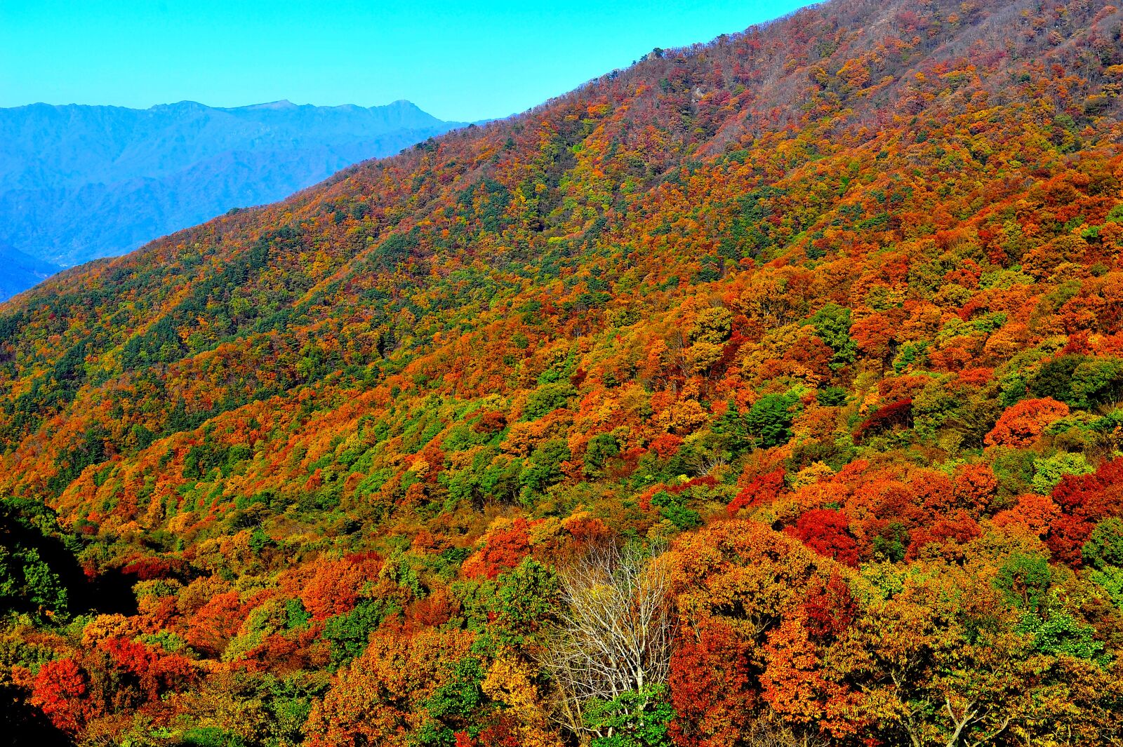Nikon D3S sample photo. Autumn leaves, autumn, mountain photography