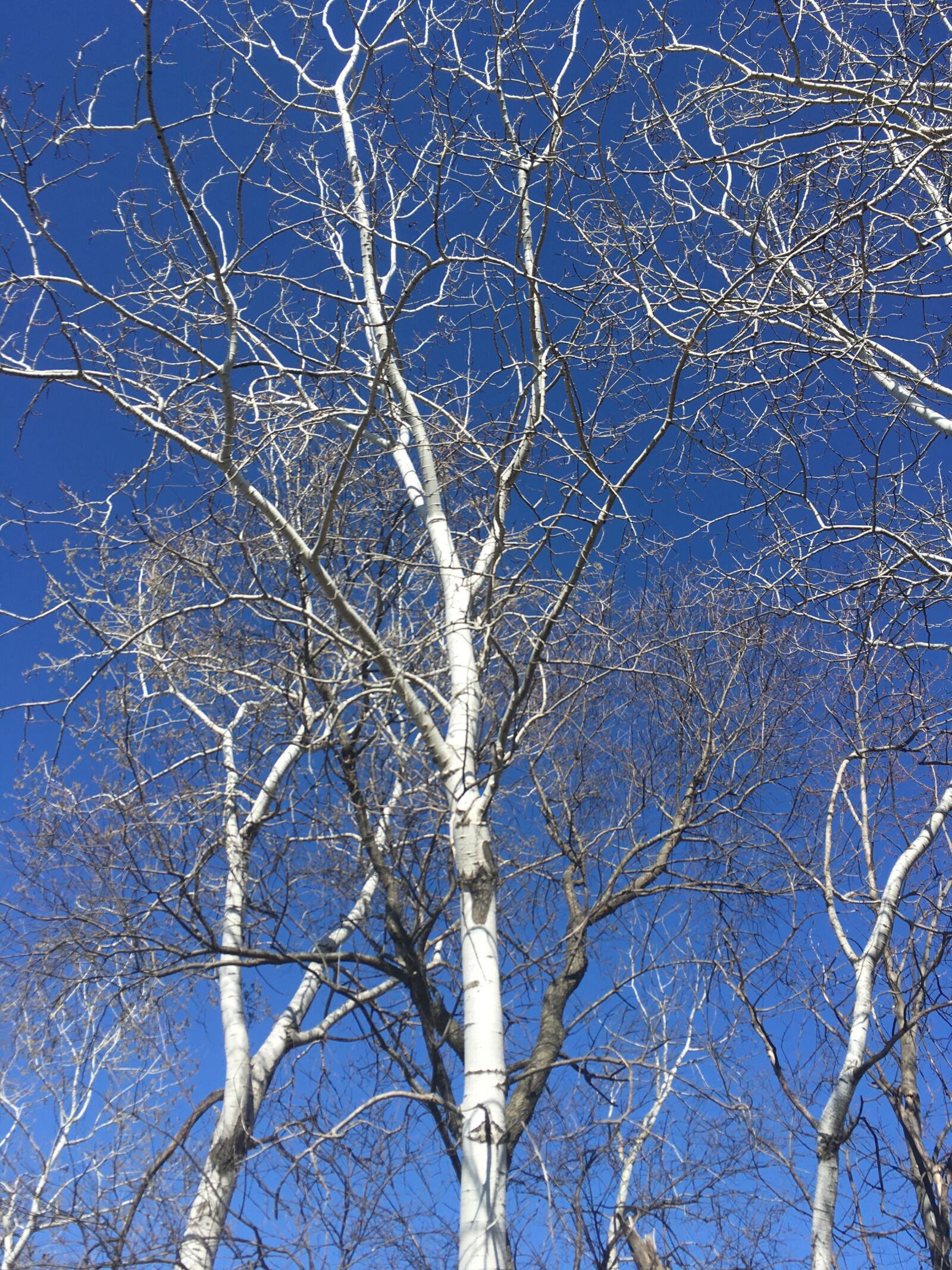 Apple iPhone SE sample photo. Tree, wisconsin, spring photography