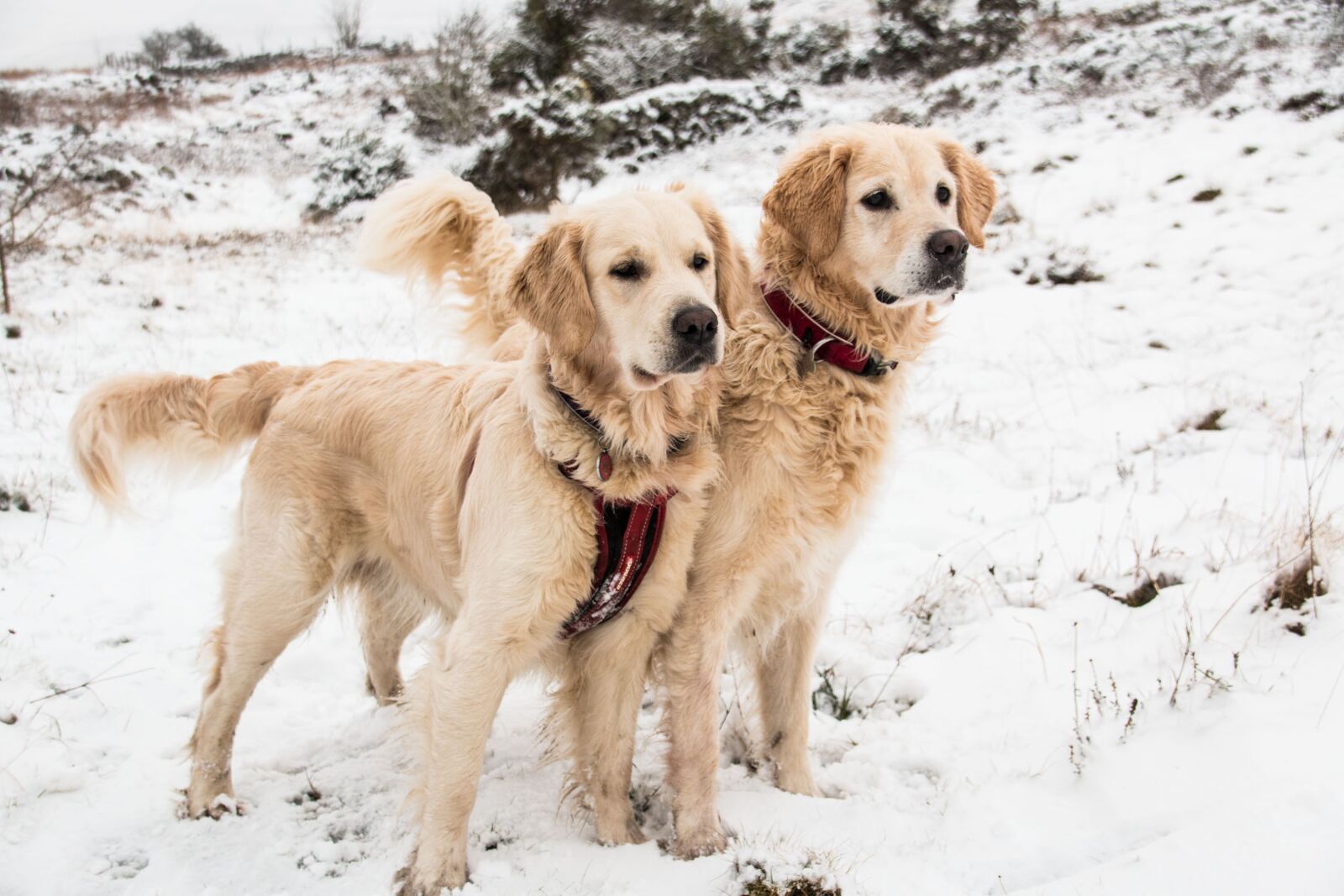 Canon EOS 70D sample photo. Dog, snow, animal photography