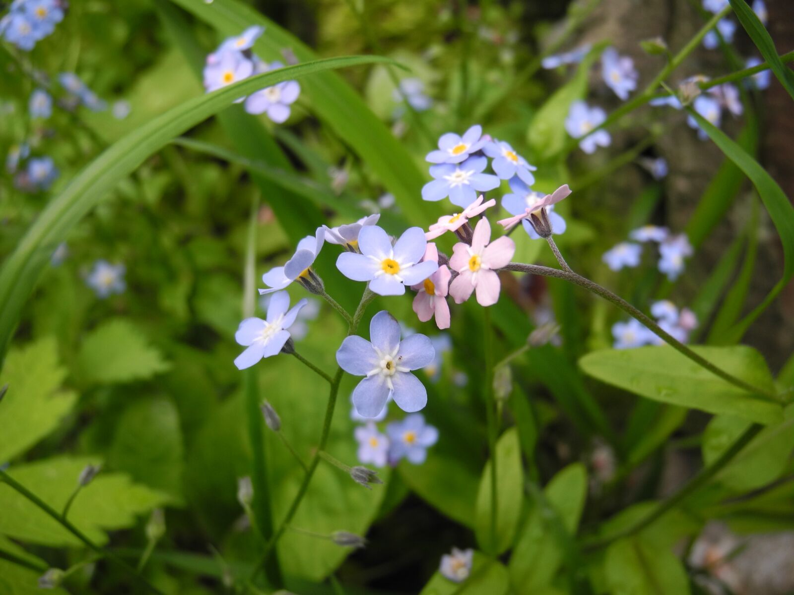 Nikon Coolpix P7100 sample photo. Flower, forget-me-not, summer photography