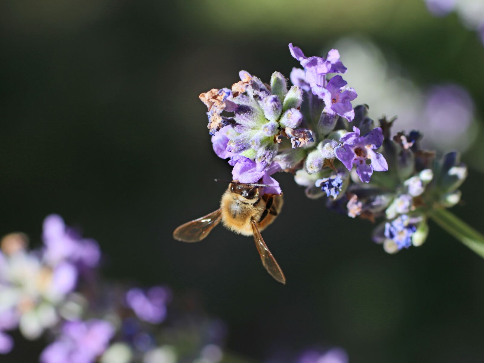 Tamron SP 90mm F2.8 Di VC USD 1:1 Macro sample photo. Bee, insect, pollen photography