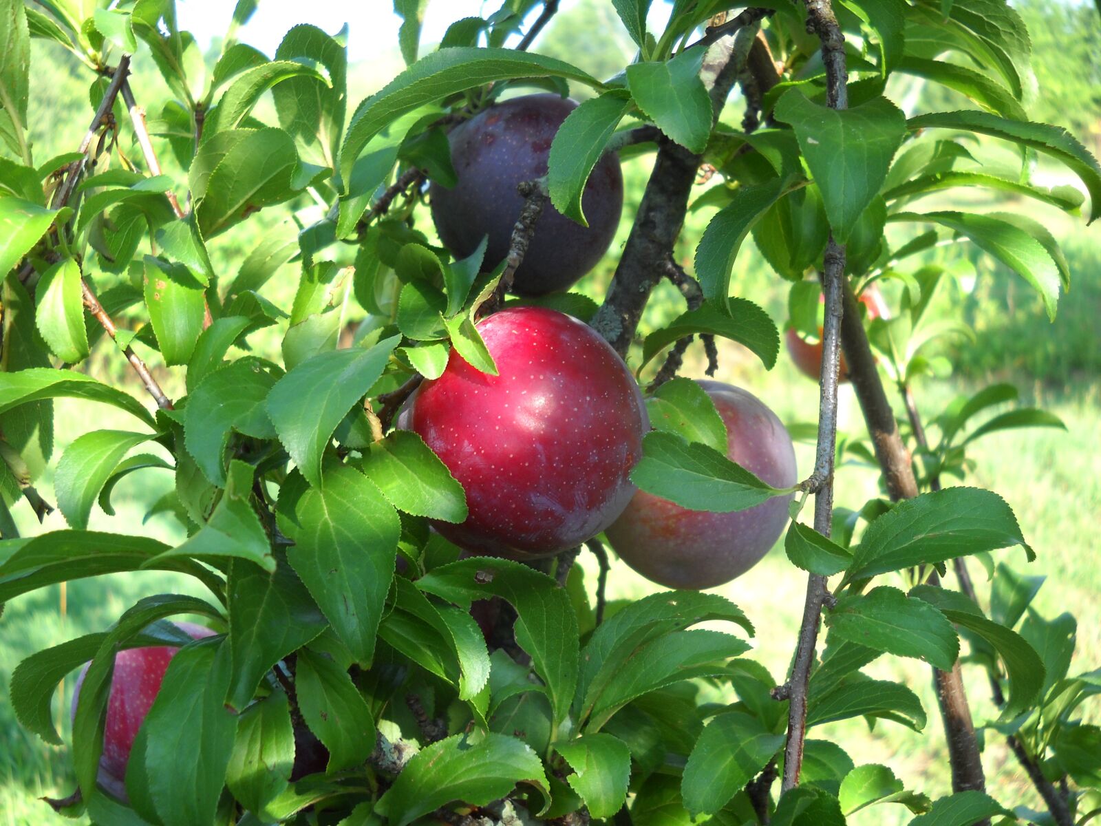 Nikon Coolpix L20 sample photo. Plums, fruit, leaf photography