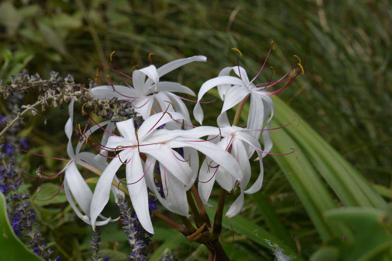 Nikon D7100 sample photo. Flower, white, spring photography