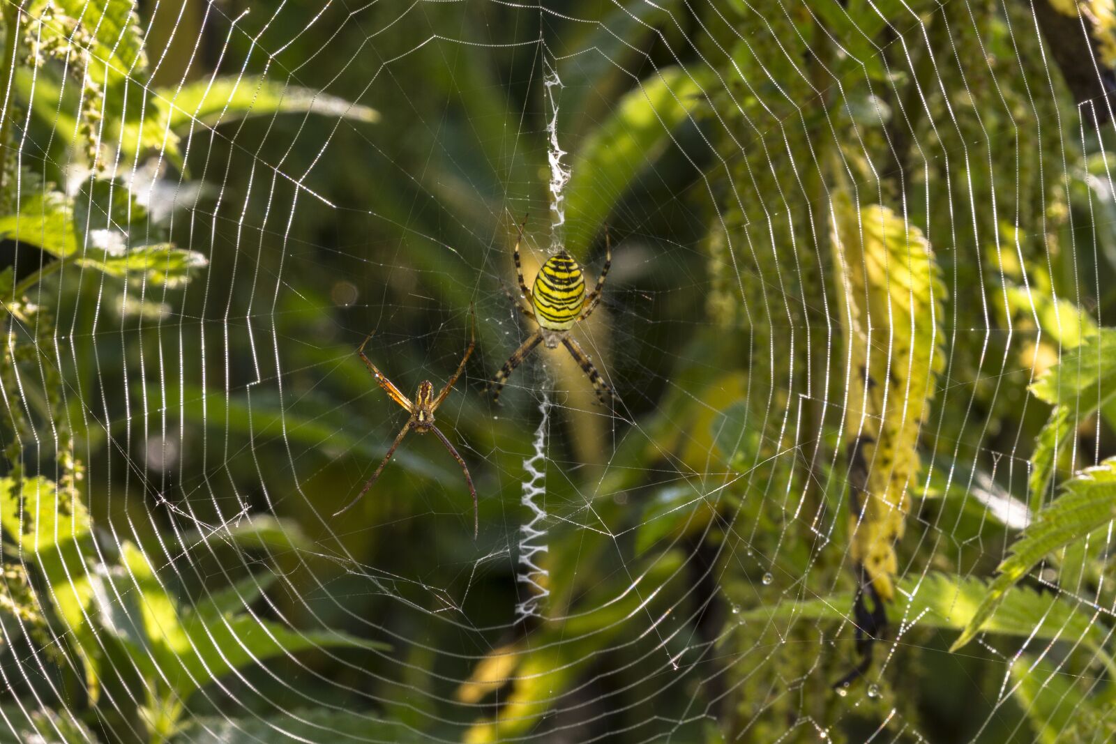 Canon EOS 7D sample photo. Wasp spider, spider, zebraspinne photography