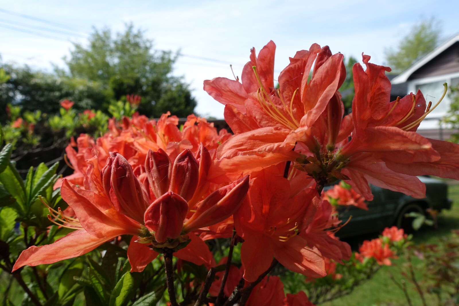 Sony Cyber-shot DSC-RX100 III sample photo. Nature, flowers, spring photography