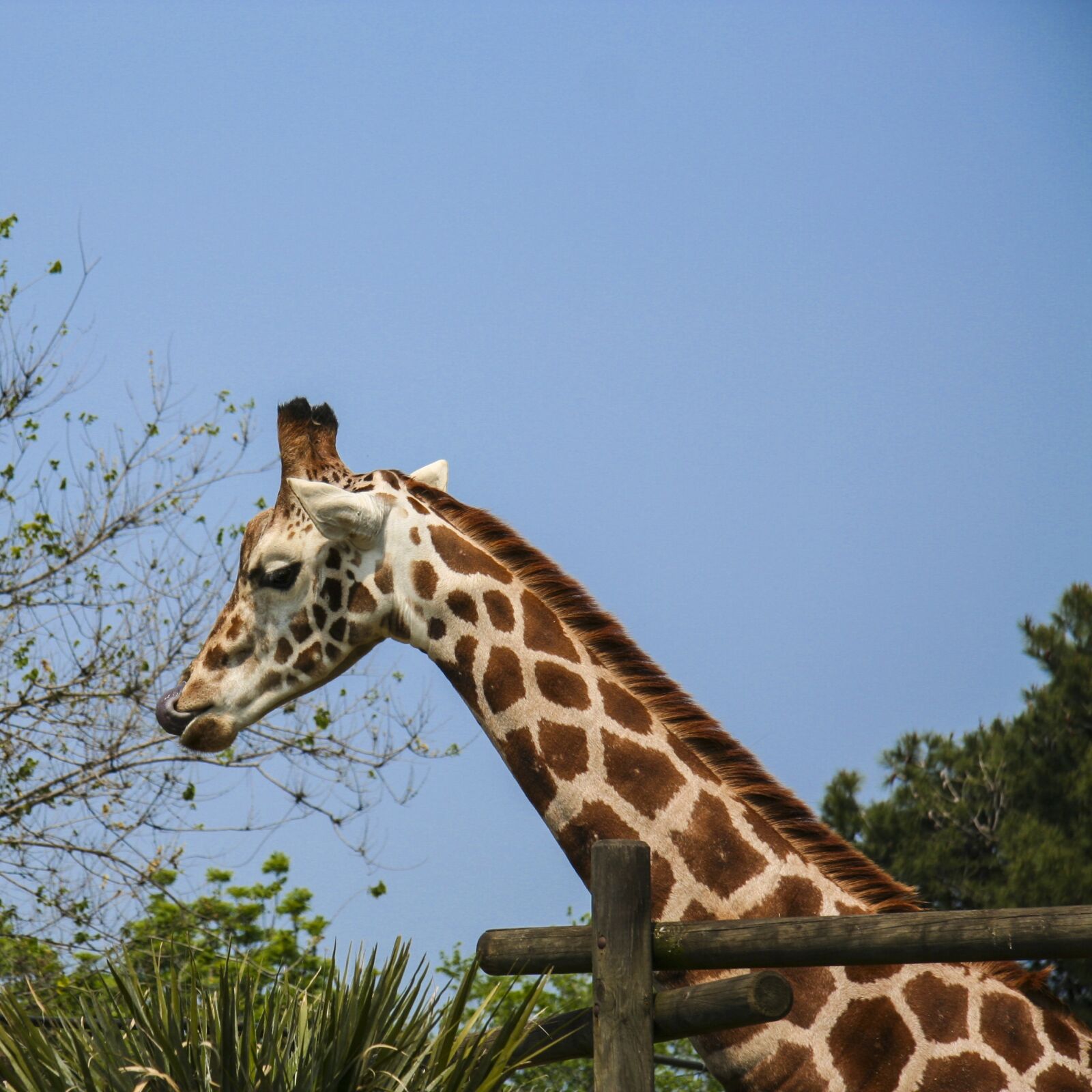 Canon EOS 350D (EOS Digital Rebel XT / EOS Kiss Digital N) sample photo. Giraffe, language, zoo photography