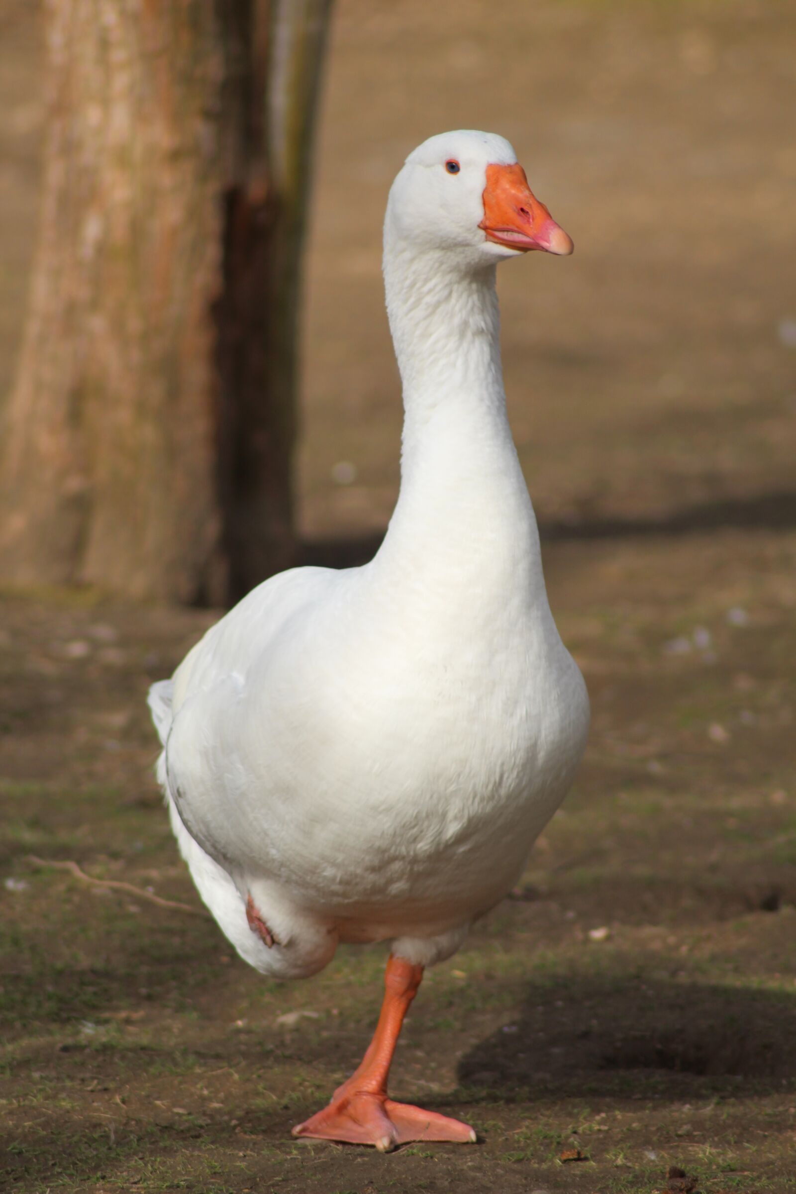 Canon EOS 700D (EOS Rebel T5i / EOS Kiss X7i) sample photo. Goose, bird, poultry photography