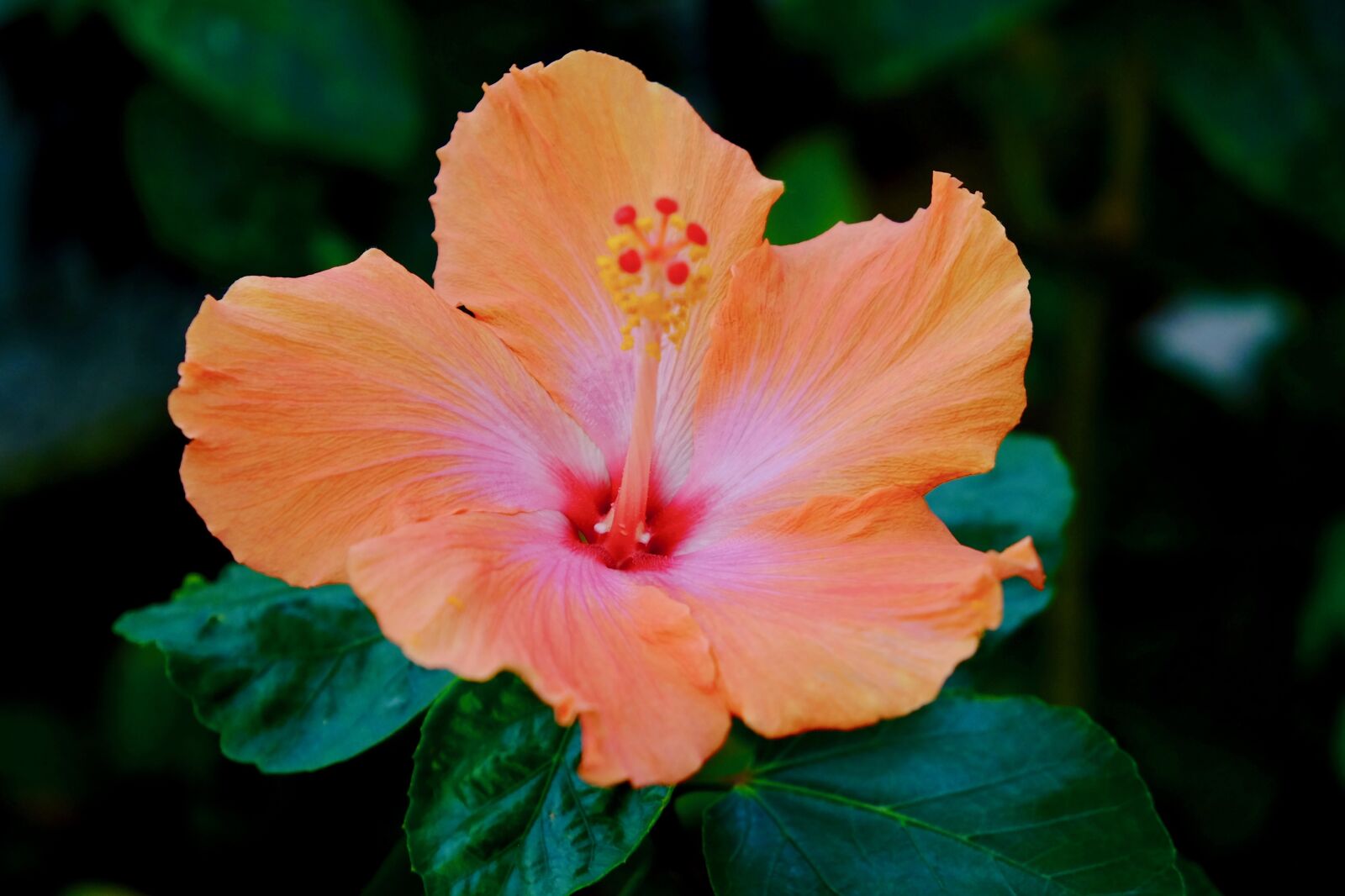 Fujifilm X-T10 sample photo. Flower, blooming, colorful photography