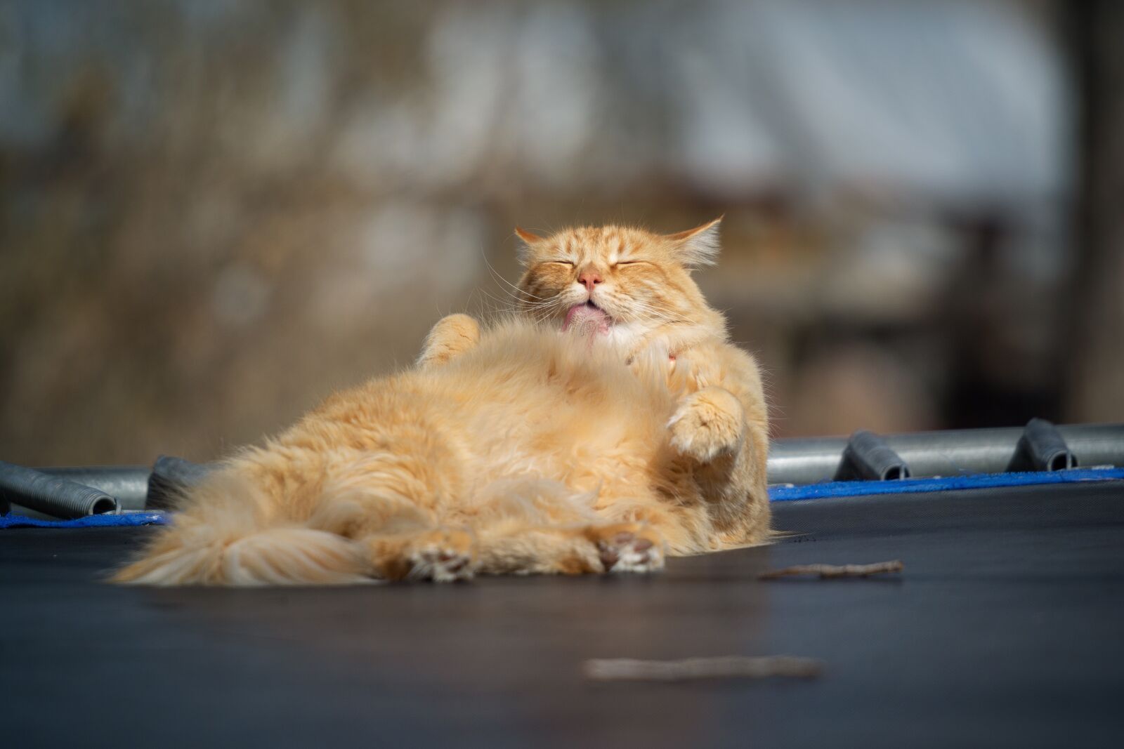Nikon D7200 sample photo. Cat, animal, fur photography