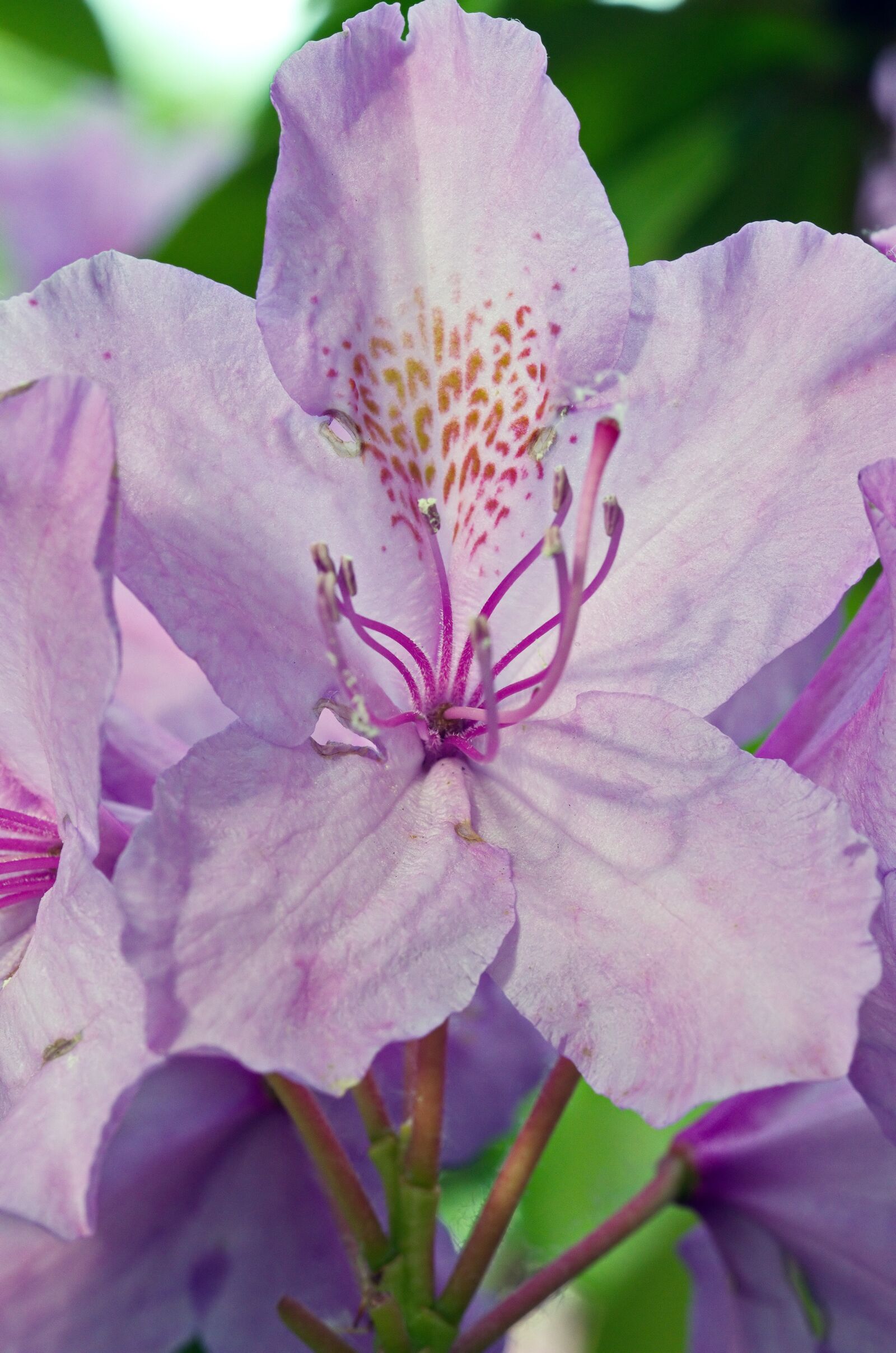 Nikon D5100 sample photo. Flower, flowers, nature photography