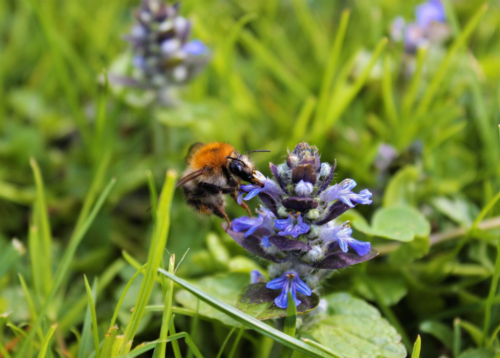 Canon EOS 600D (Rebel EOS T3i / EOS Kiss X5) sample photo. Hummel, bee, nature photography