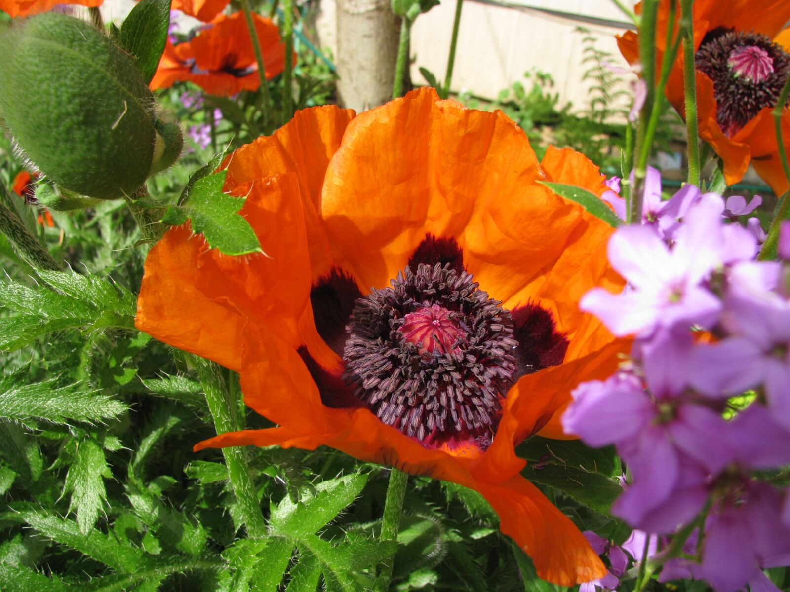 Canon POWERSHOT S5 IS sample photo. Poppy, flower, bloom photography