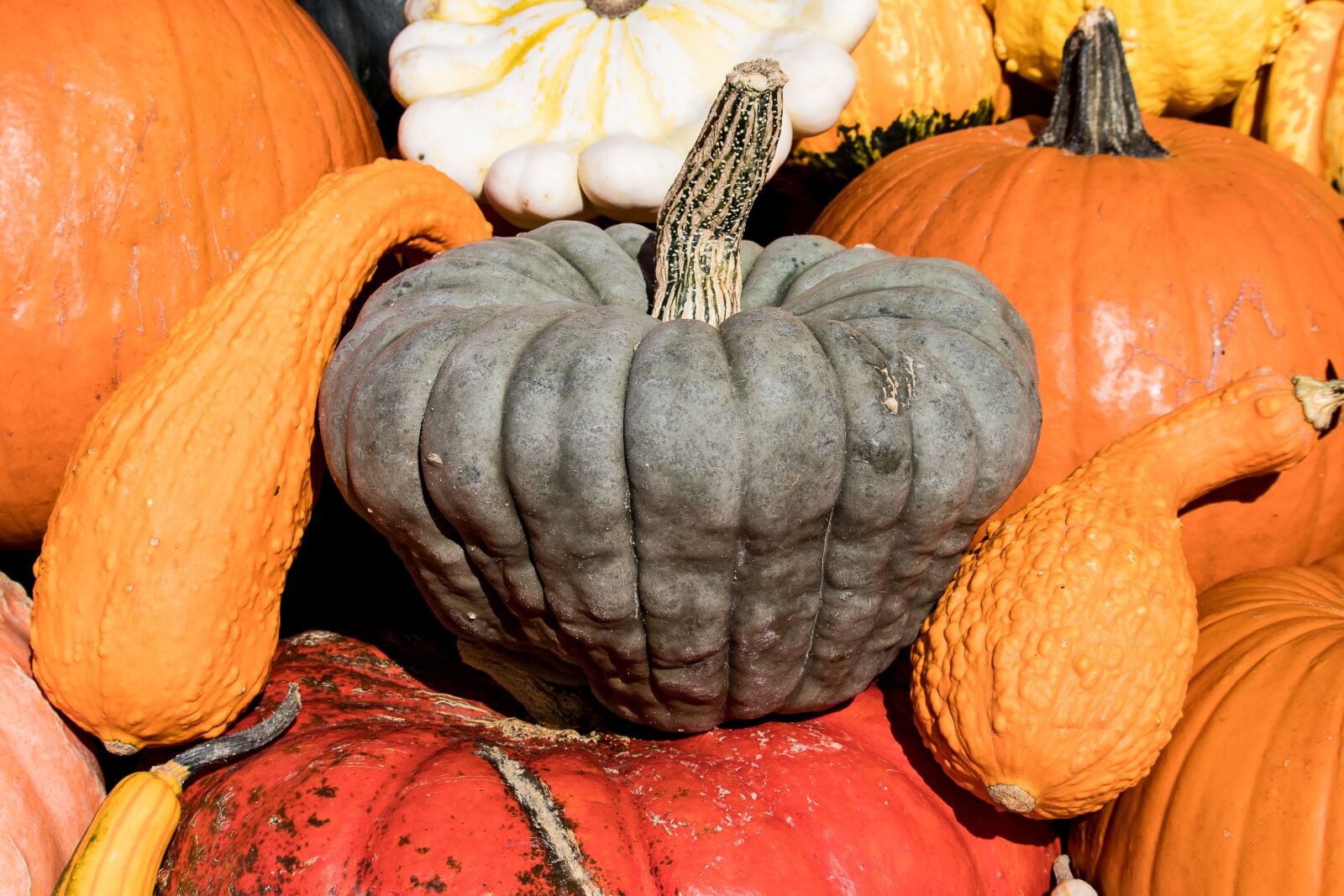Canon EOS 80D sample photo. Pumpkin, pumpkins, gourd photography