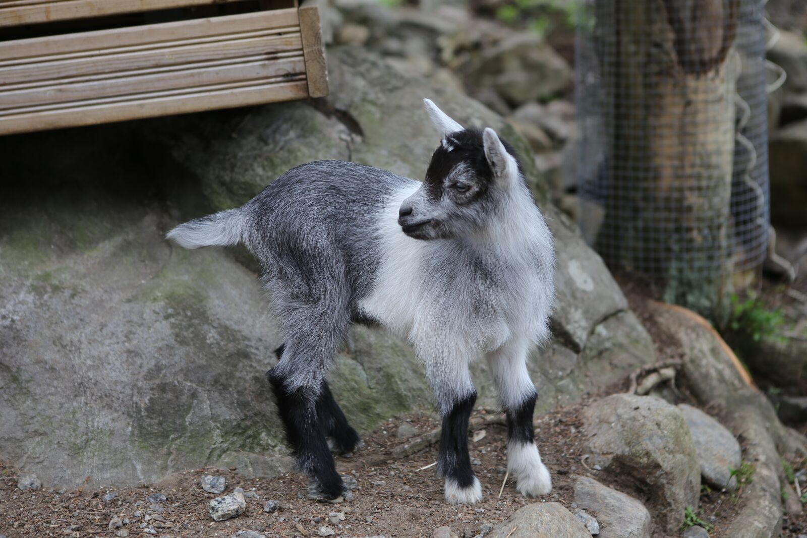 Canon EOS 6D + Canon EF 24-70mm F2.8L USM sample photo. Goat, kid, mammal photography