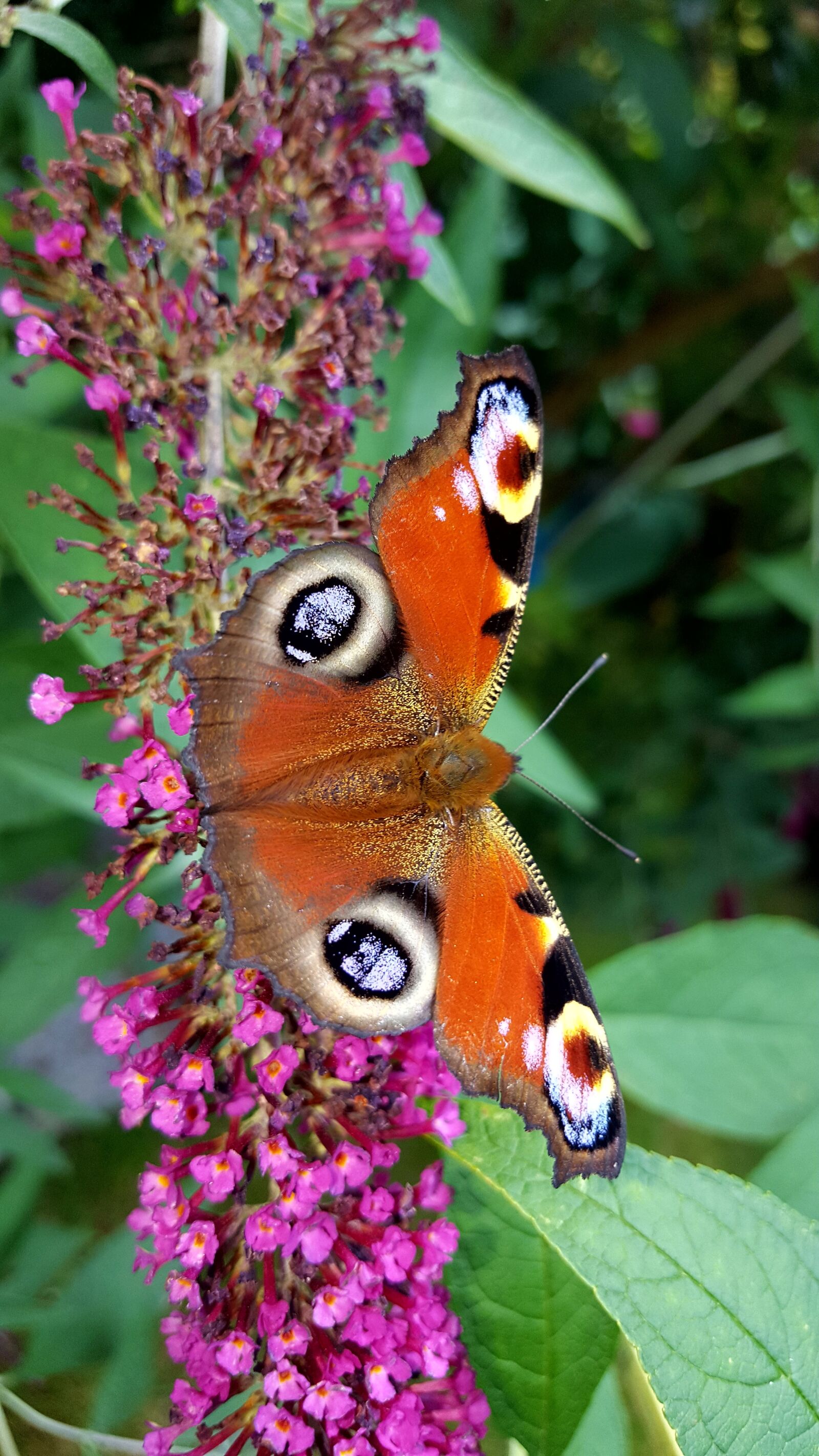 Samsung Galaxy S6 sample photo. Butterfly, nature, insect photography