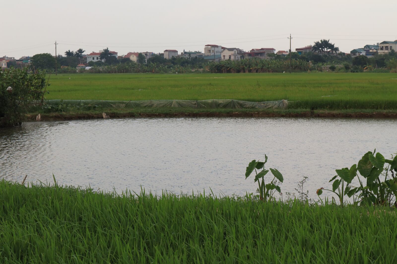 Canon EOS M50 (EOS Kiss M) sample photo. Rice fields, silk, rice photography
