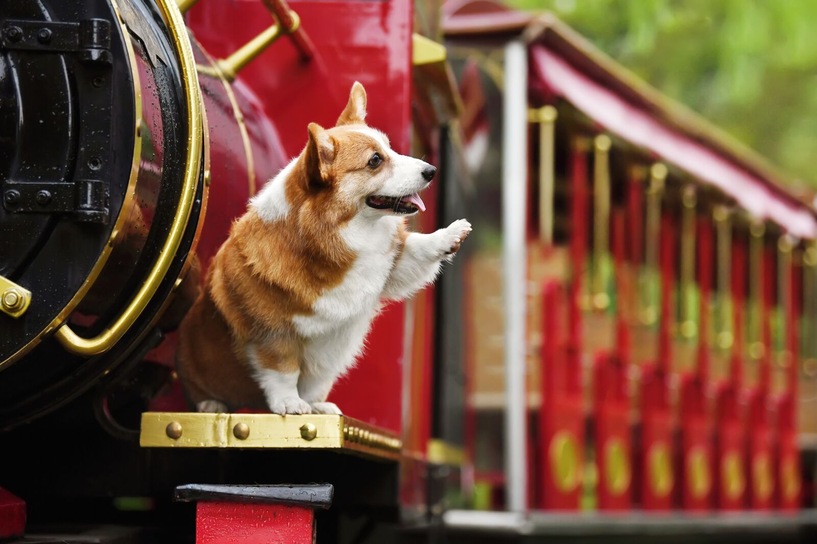 Nikon D5 sample photo. Pets, dog, corgi photography