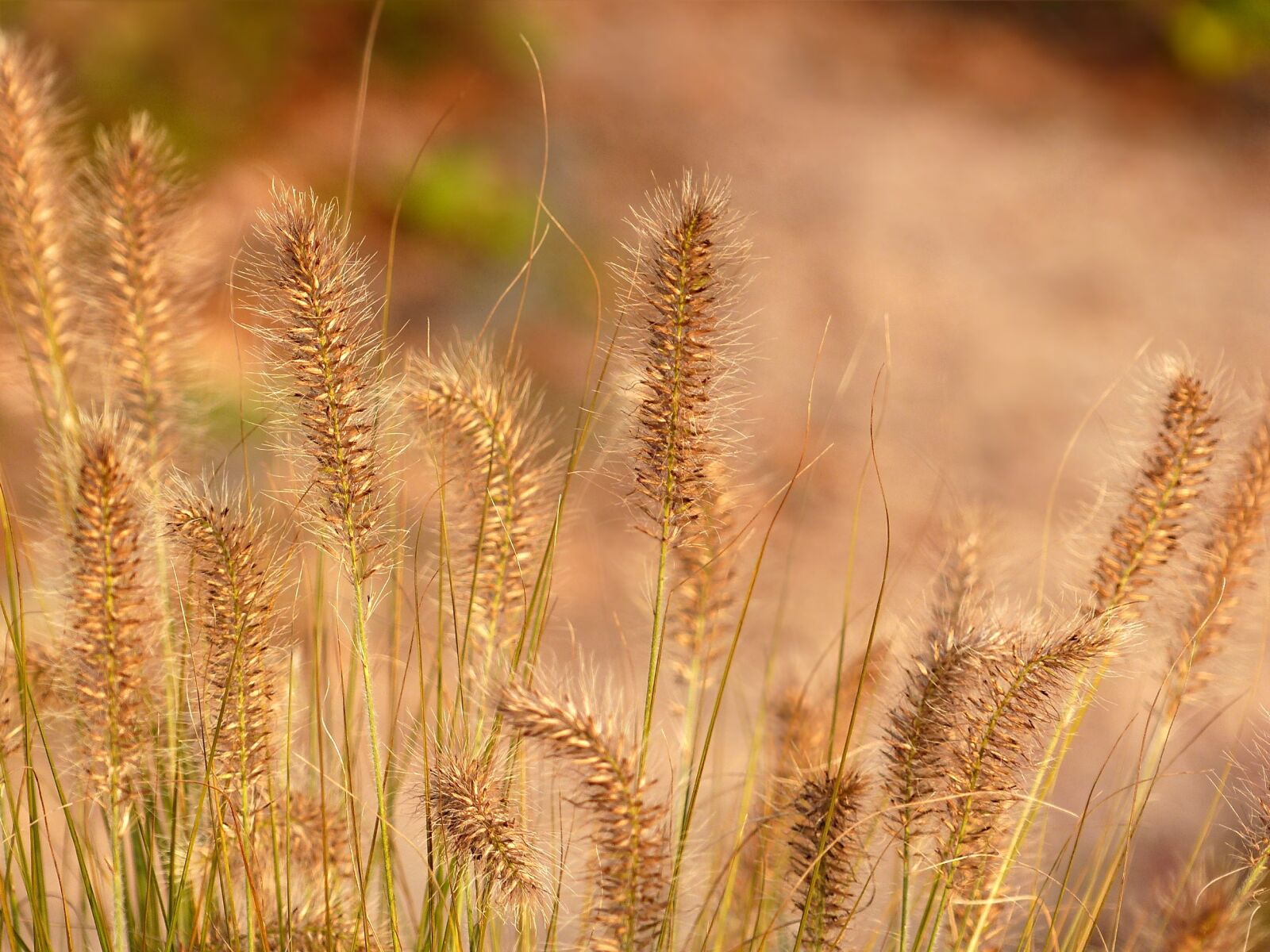 Panasonic Lumix DMC-FZ200 sample photo. Grasses, plant, nature photography