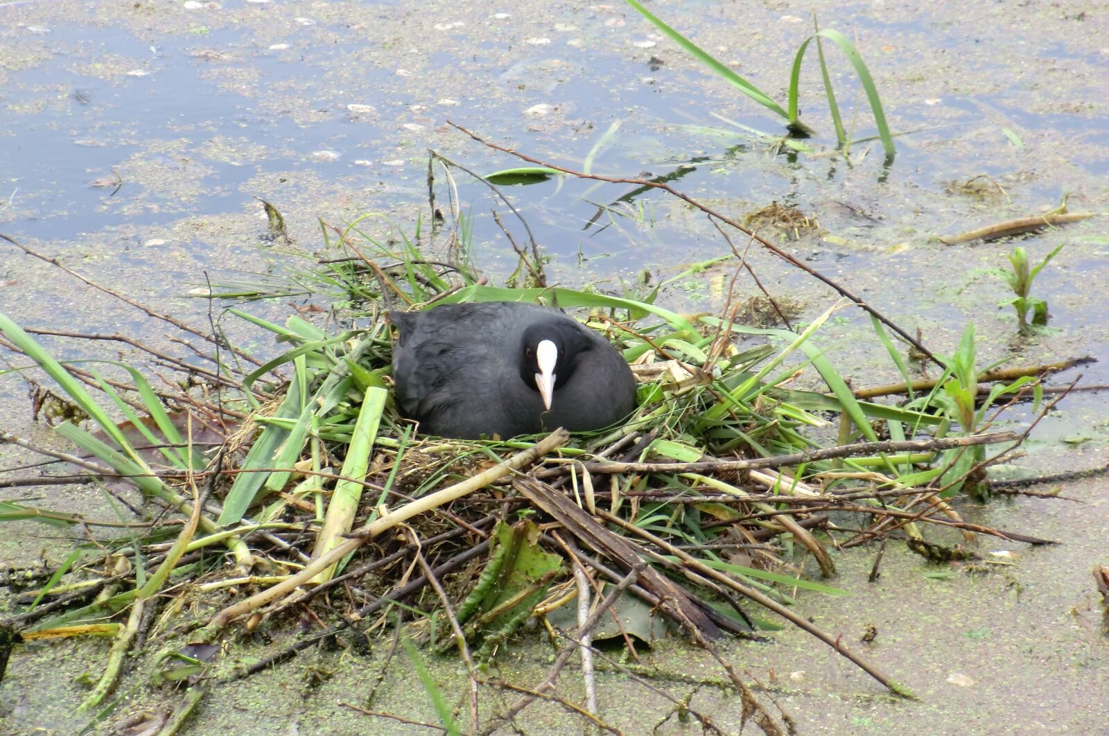 CASIO EX-H5 sample photo. Nature, birds, spring photography