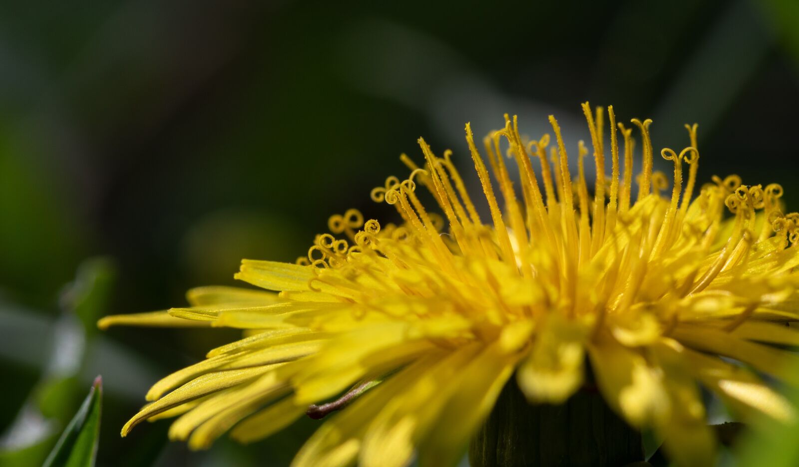 Nikon D7500 sample photo. Natural, plant, flower photography