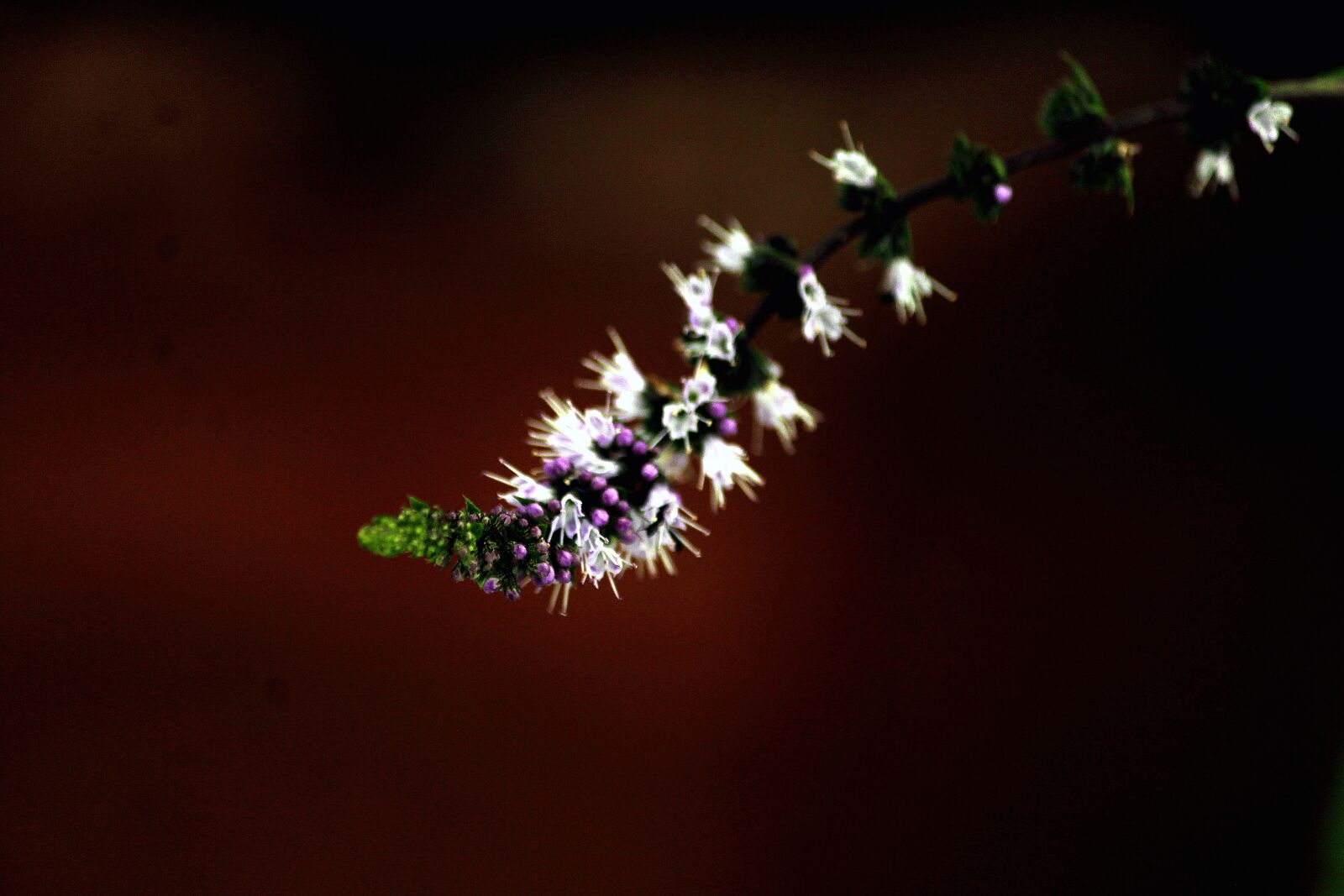 Canon EOS 1300D (EOS Rebel T6 / EOS Kiss X80) sample photo. Lowlight, canon, plant photography