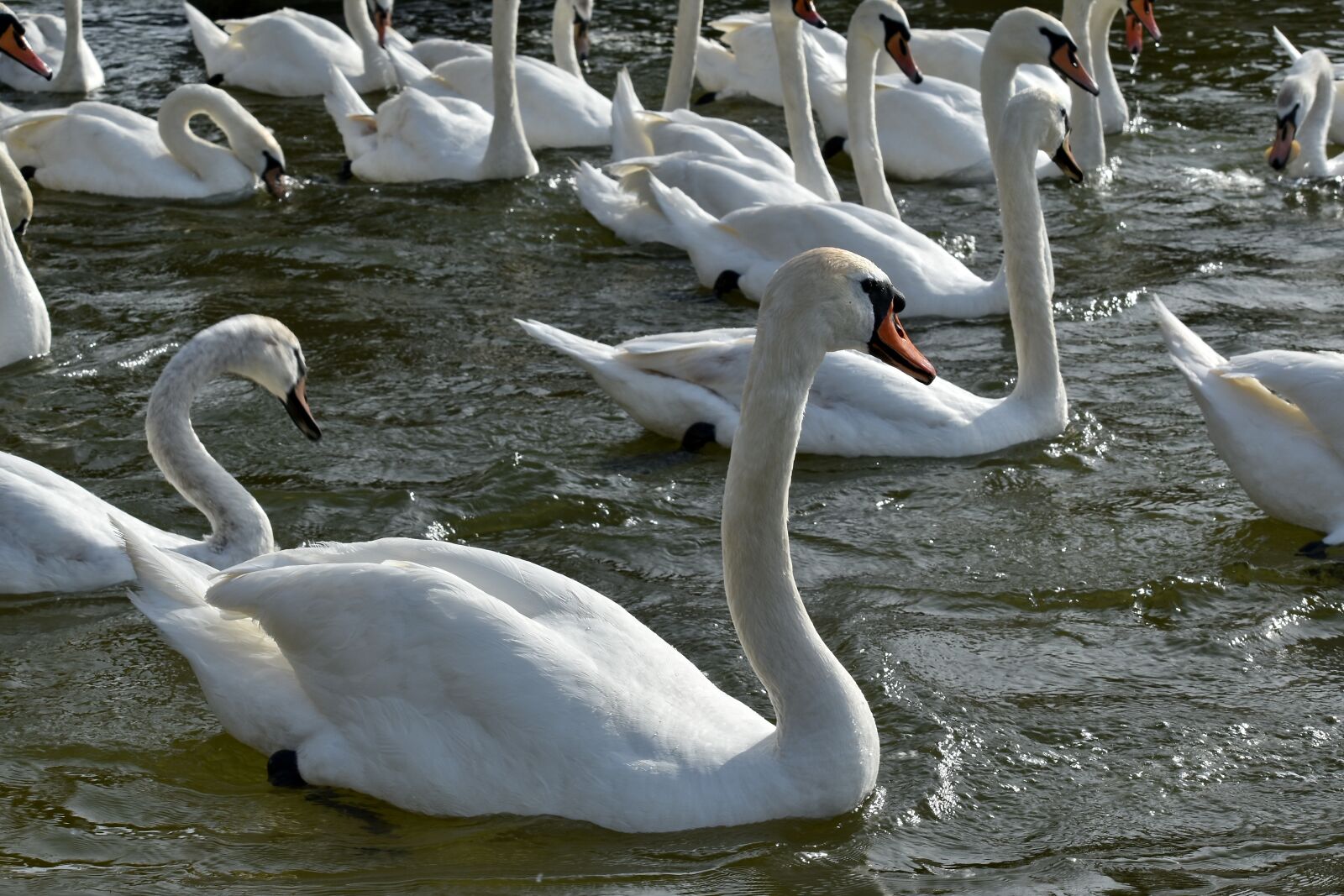 Nikon D5500 sample photo. Flock, swan, aquatic bird photography