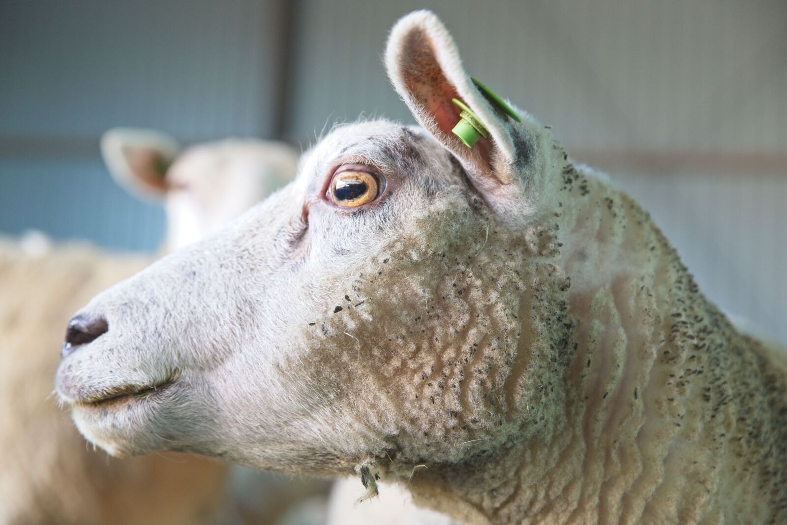 Canon EOS 6D Mark II sample photo. Sheep, mammal, wool photography
