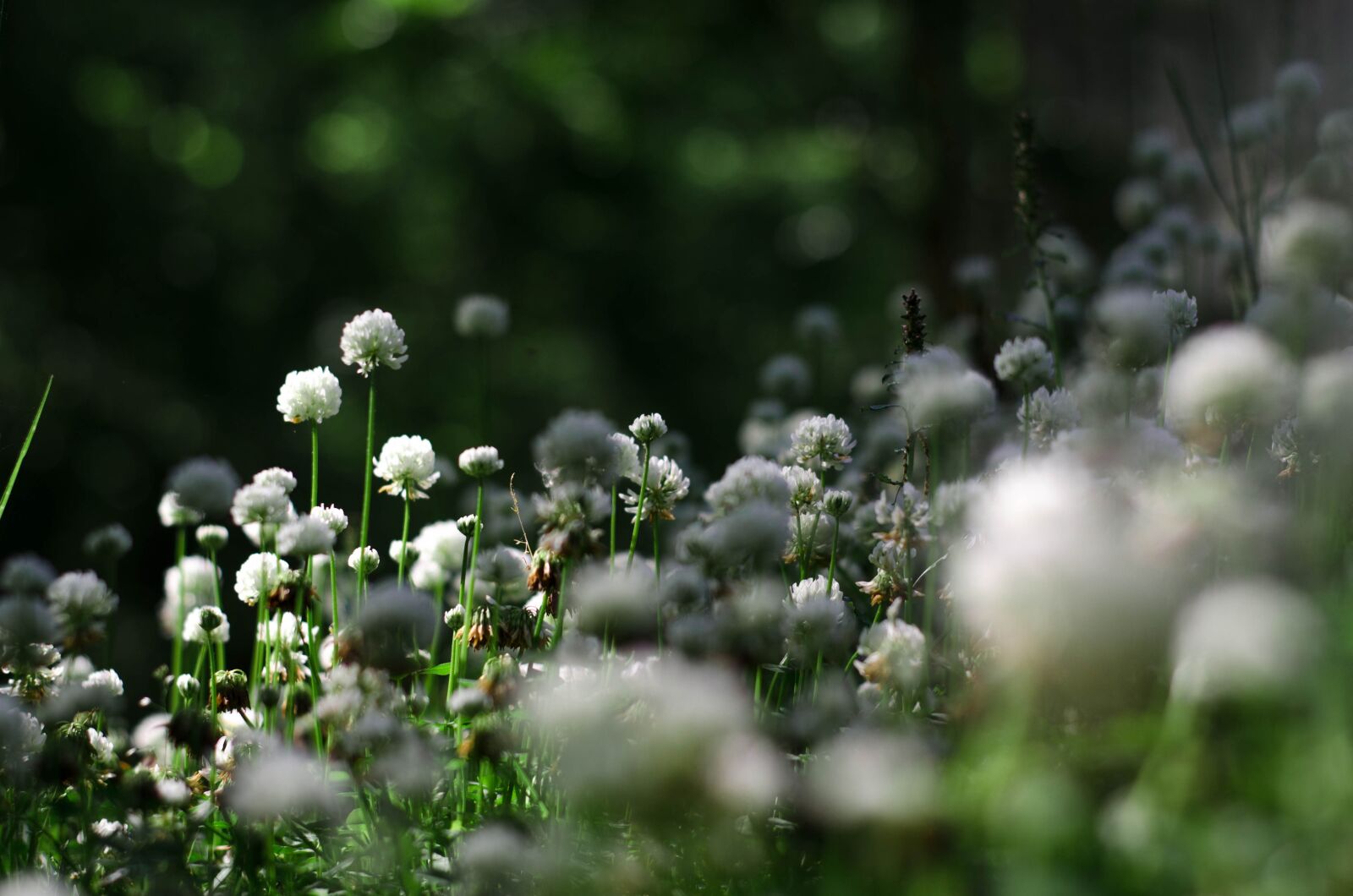 Nikon D5100 sample photo. Flower, nature, flora photography