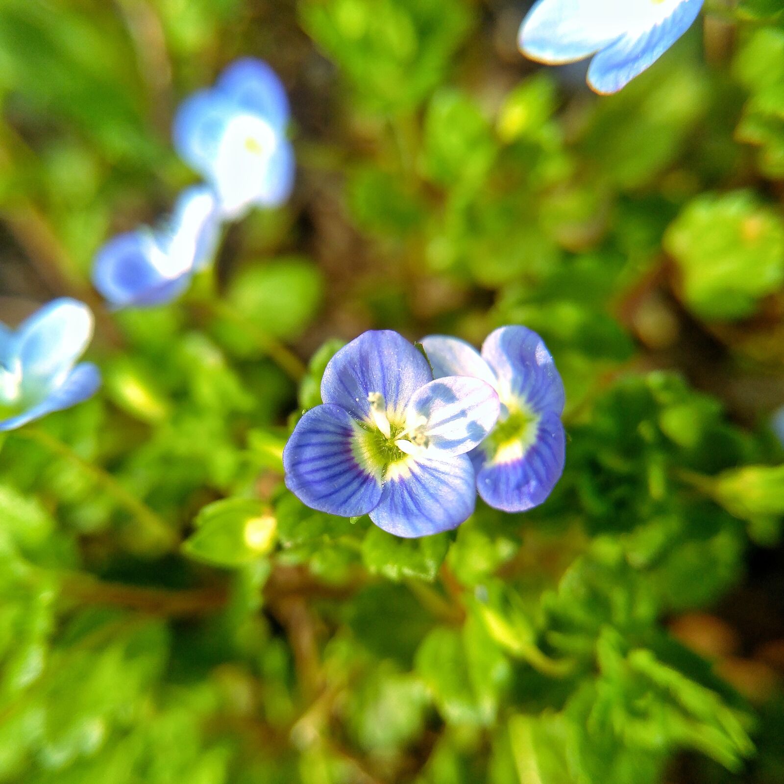 HUAWEI NS:NEu?N7 sample photo. Nature, leaf, outdoor photography