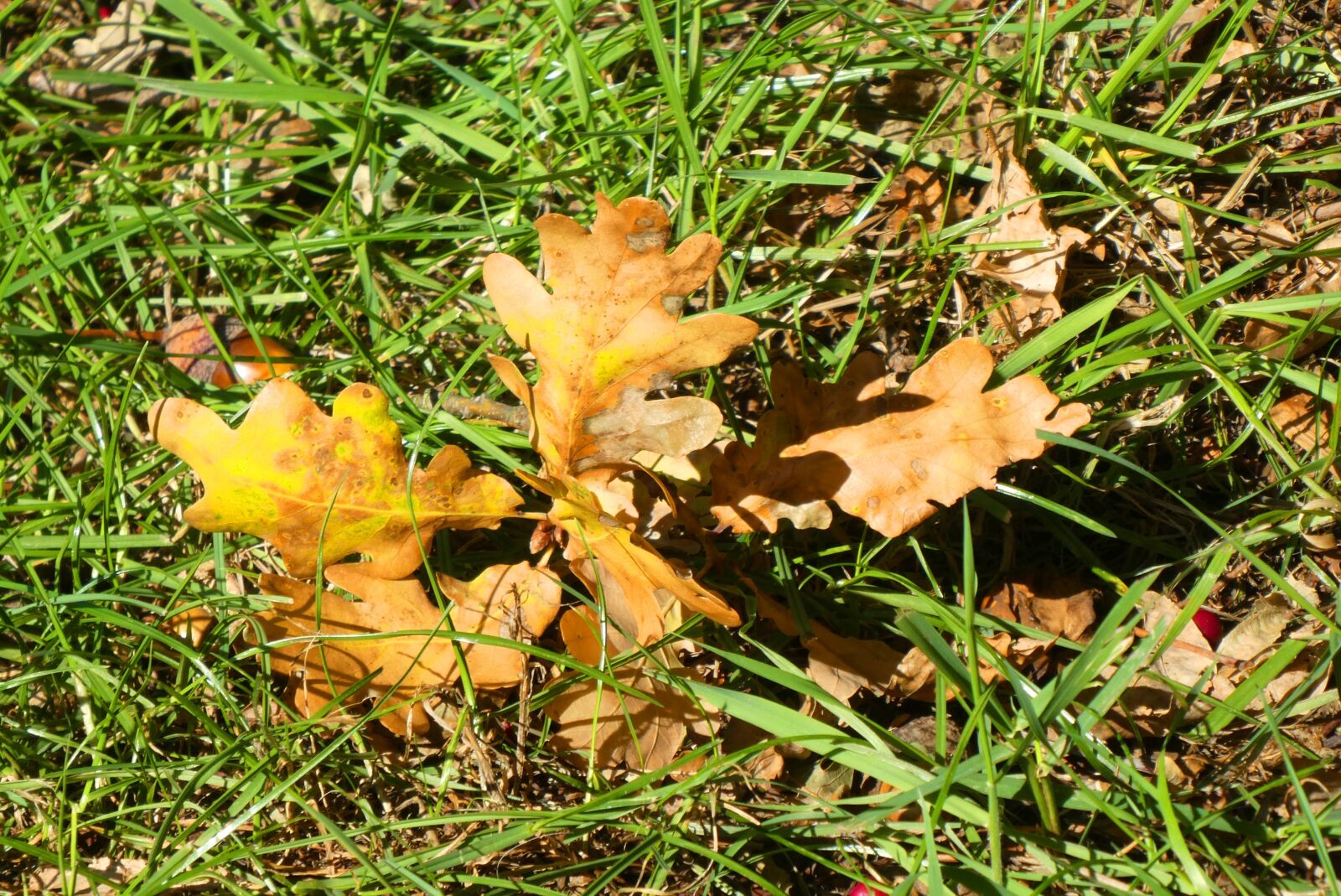Panasonic Lumix DC-ZS70 (Lumix DC-TZ90) sample photo. Autumn leaf, autumn, colorful photography