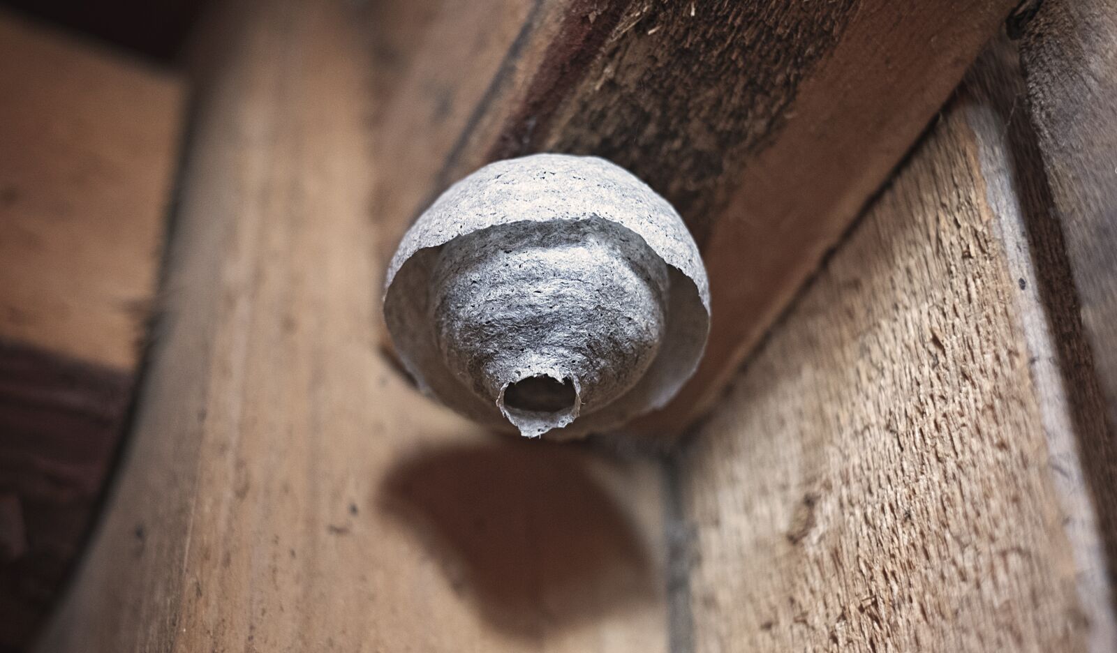 Fujifilm XF 35mm F1.4 R sample photo. Wasp nest, wasp, insect photography