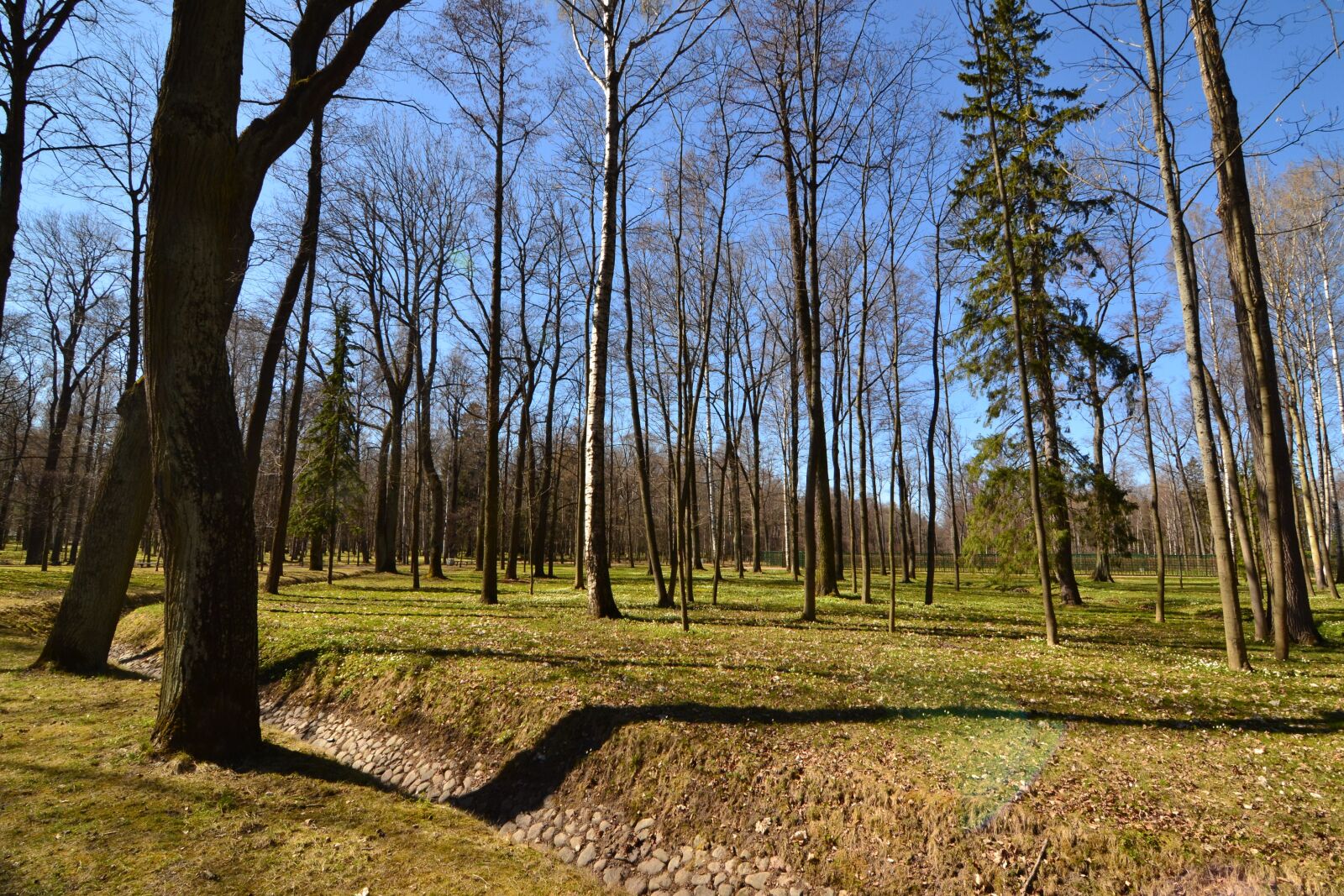 Nikon D3100 sample photo. Forest, park, trees photography