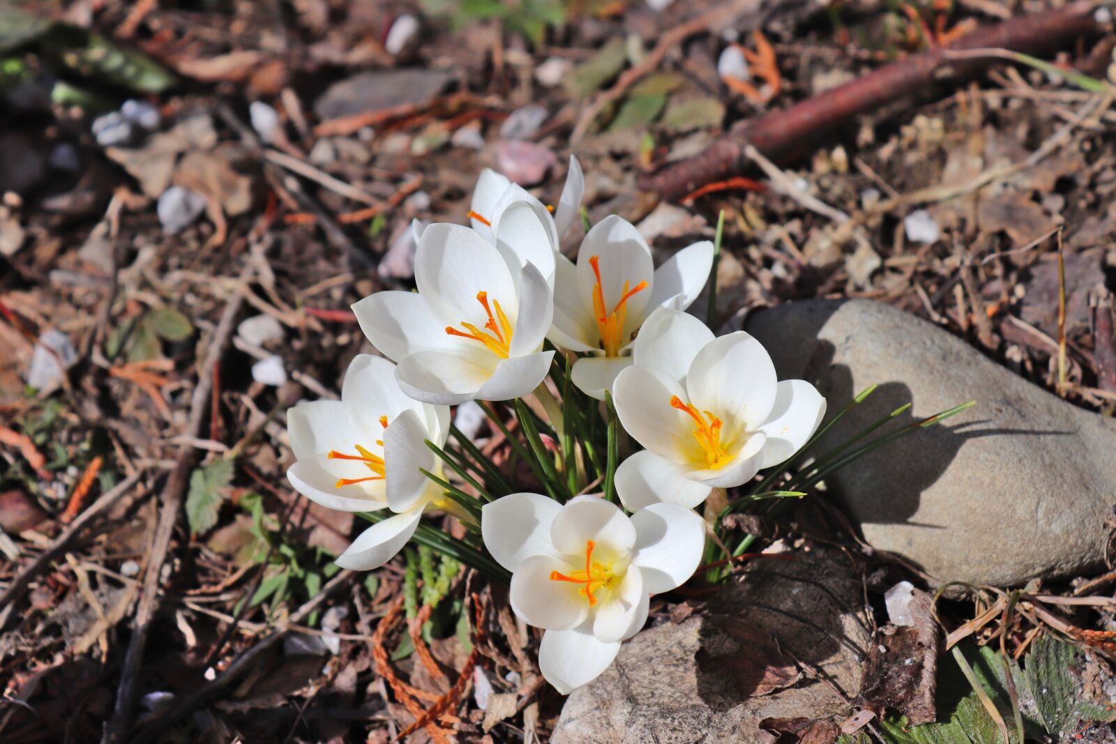 Canon EOS 200D (EOS Rebel SL2 / EOS Kiss X9) sample photo. Flower, spring, soon summer photography