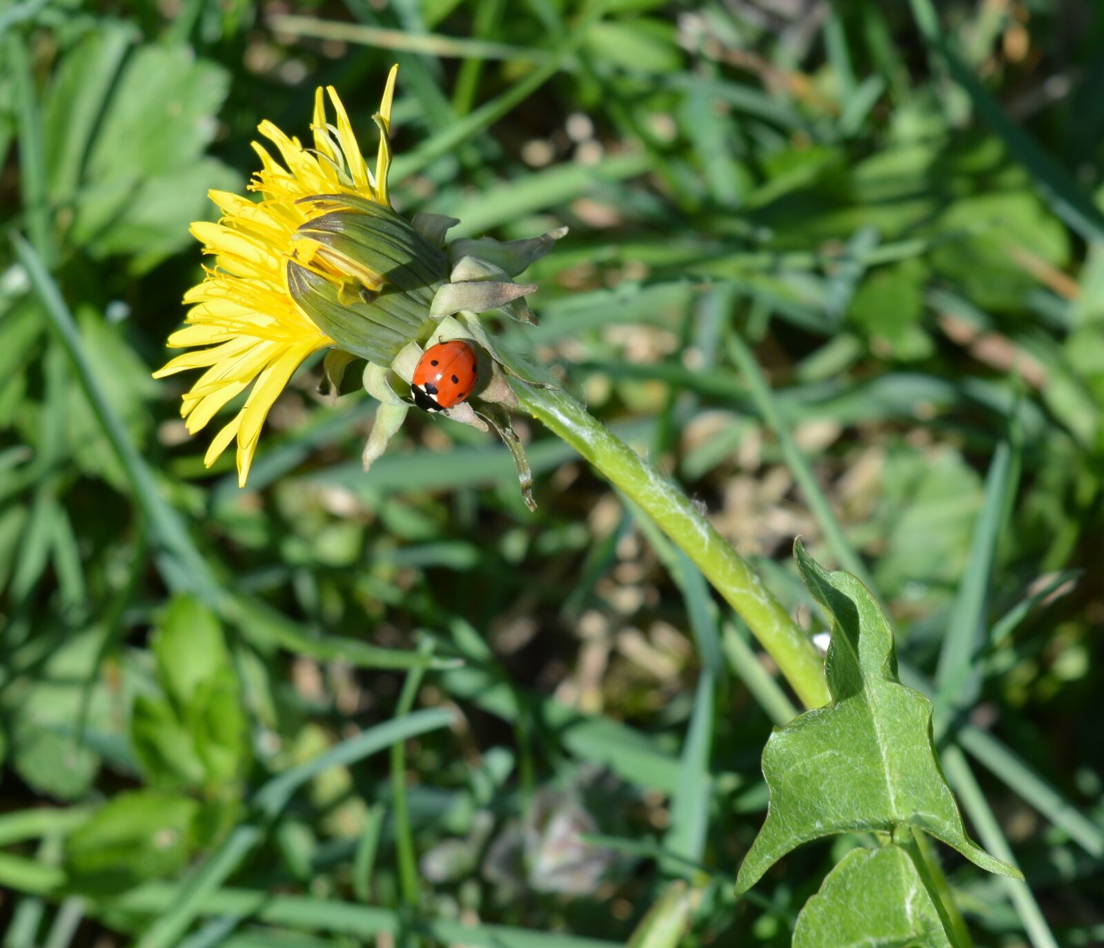 Nikon D5200 sample photo. Dandelion, nature, ladybug photography