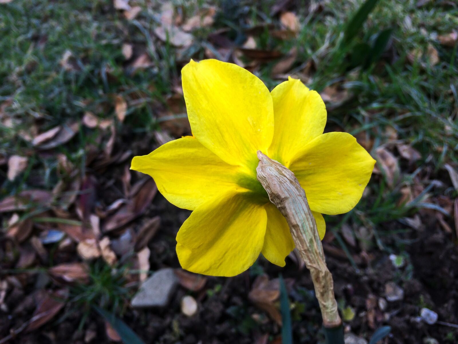 Apple iPhone 5s sample photo. Daffodil, narcissus, easter photography