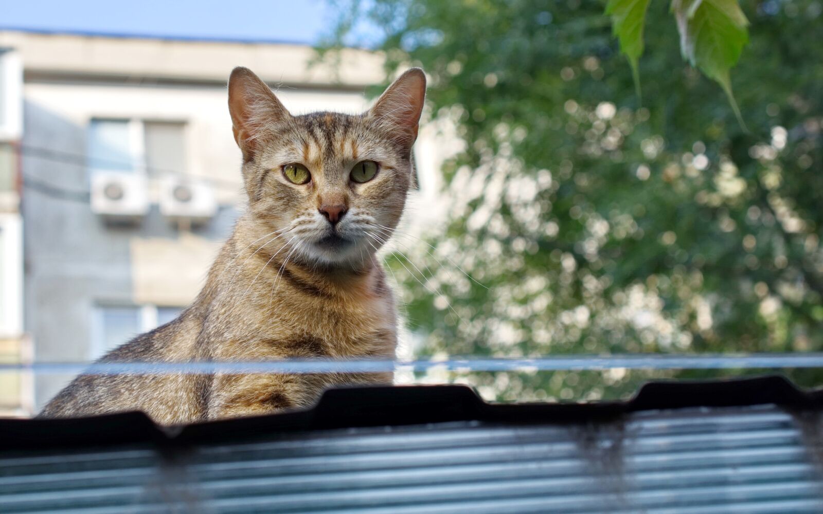 Nikon D5100 sample photo. Cat, pet, feline photography