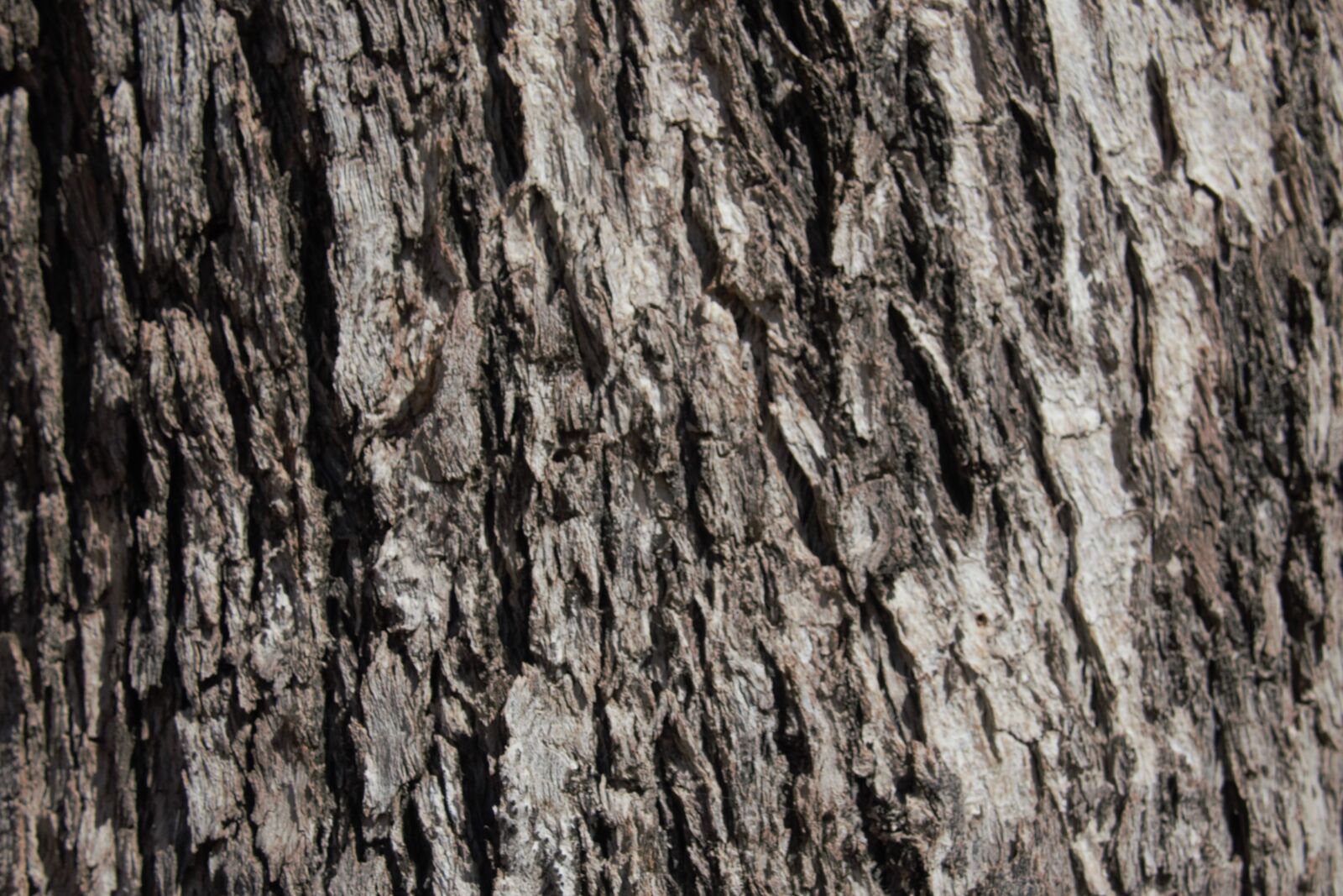 Canon PowerShot G3 X sample photo. Tree bark, nsw, australia photography
