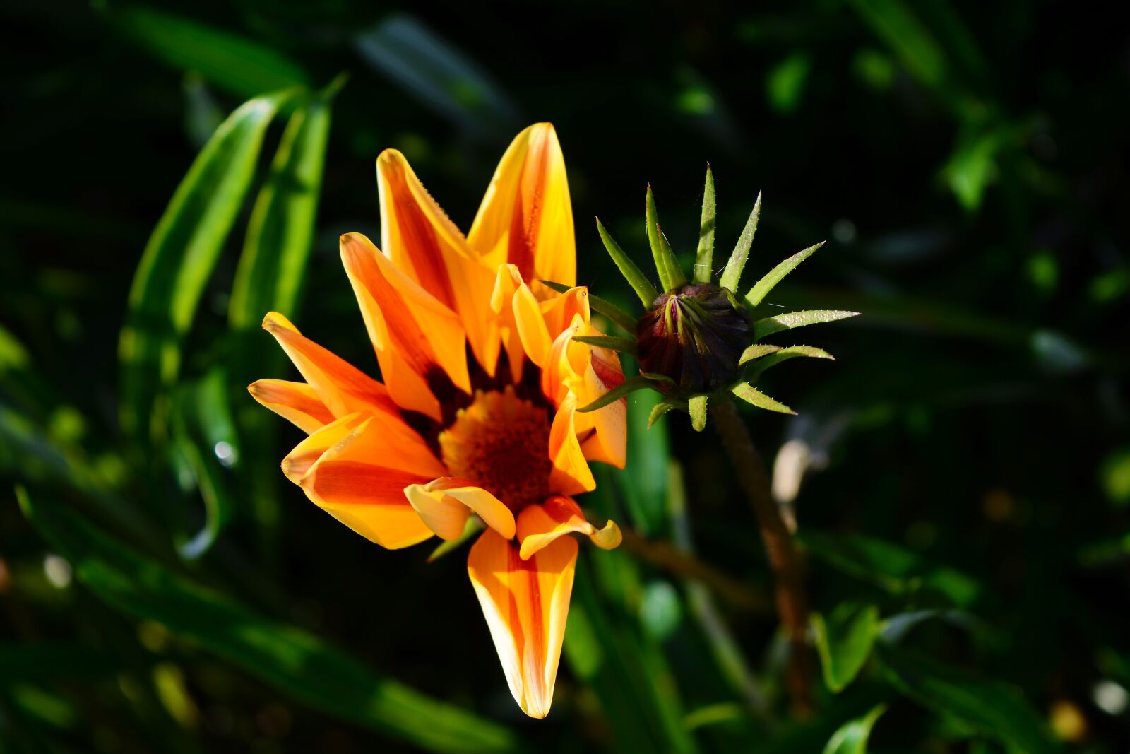 Nikon D5200 sample photo. Nature, bud, flower photography