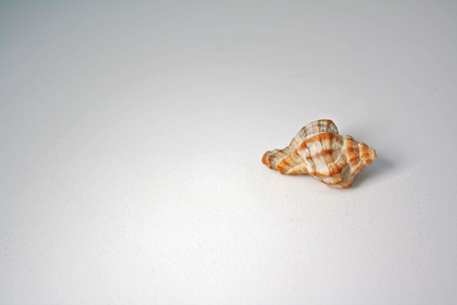 Canon EOS 1000D (EOS Digital Rebel XS / EOS Kiss F) sample photo. Shell, sea, sink photography