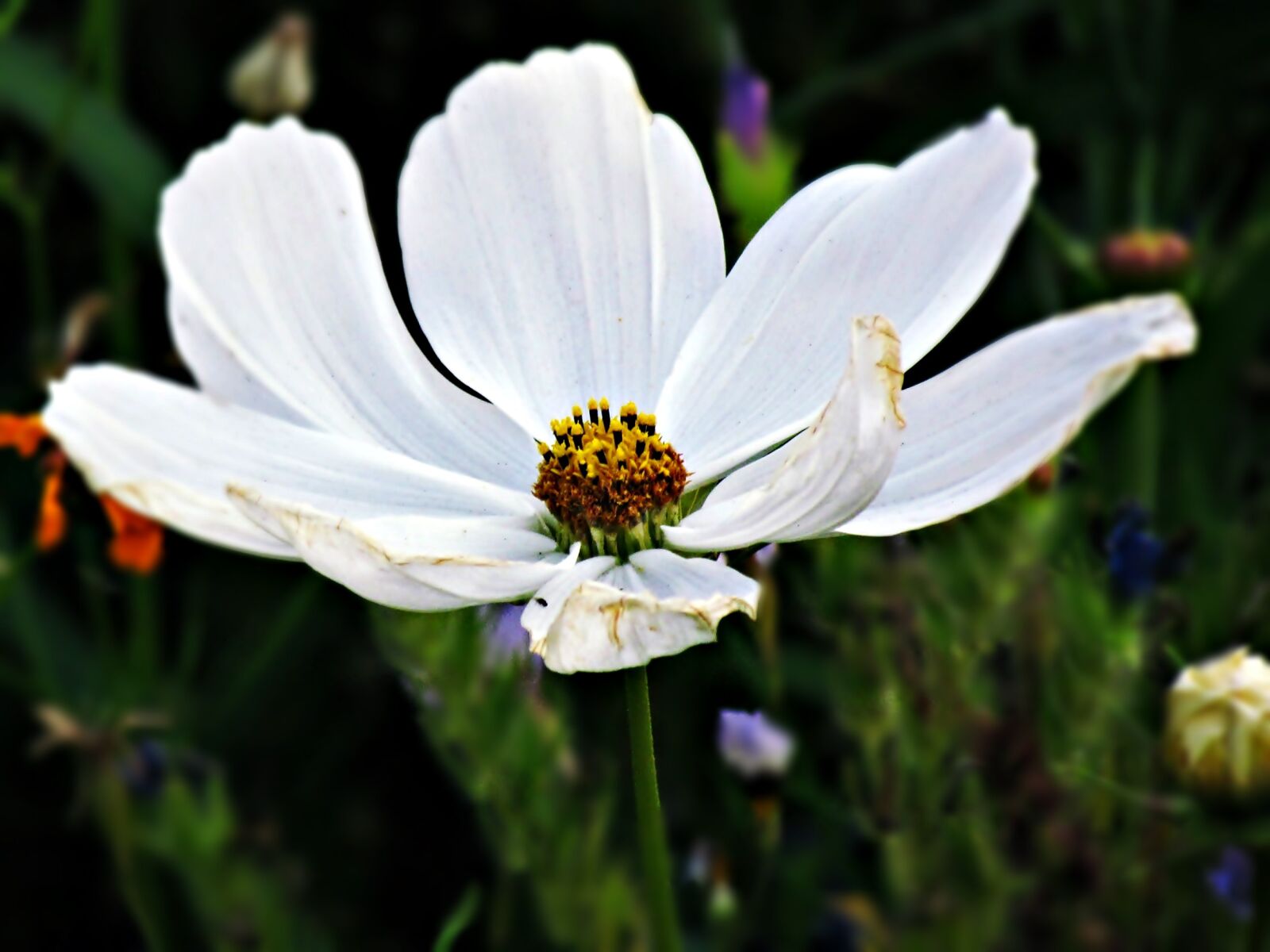 Canon PowerShot SX30 IS sample photo. Flower, biel, white photography