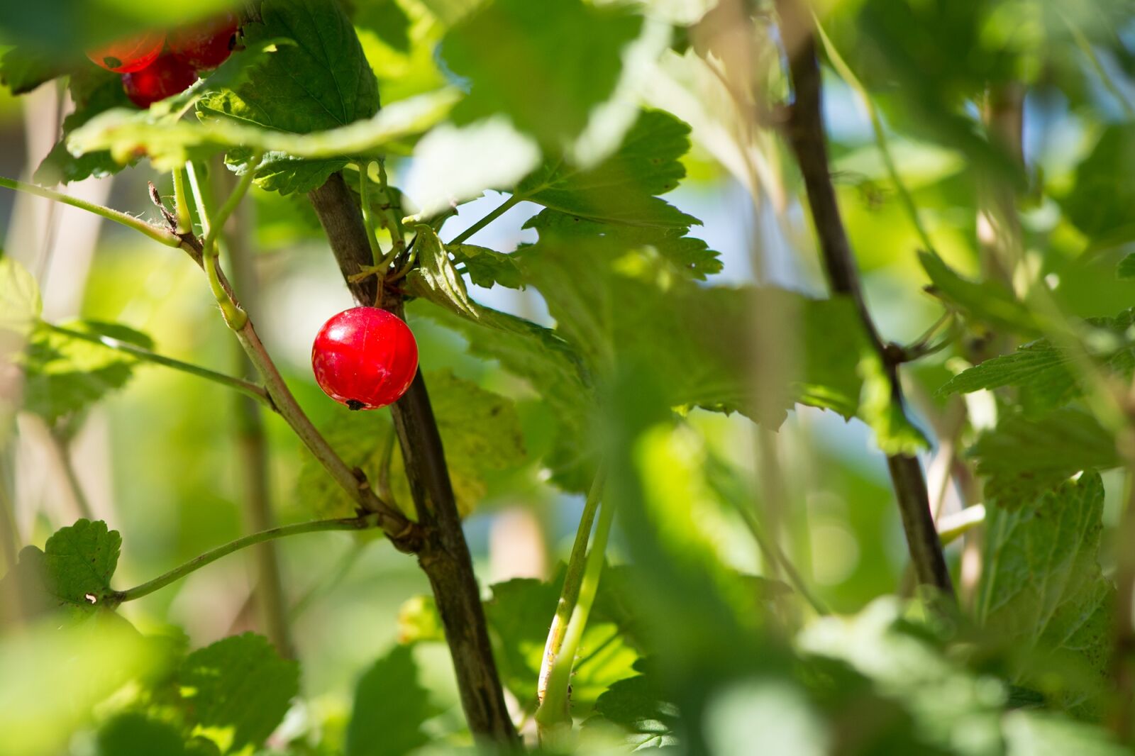 Nikon D7100 sample photo. Currant, red, red currant photography