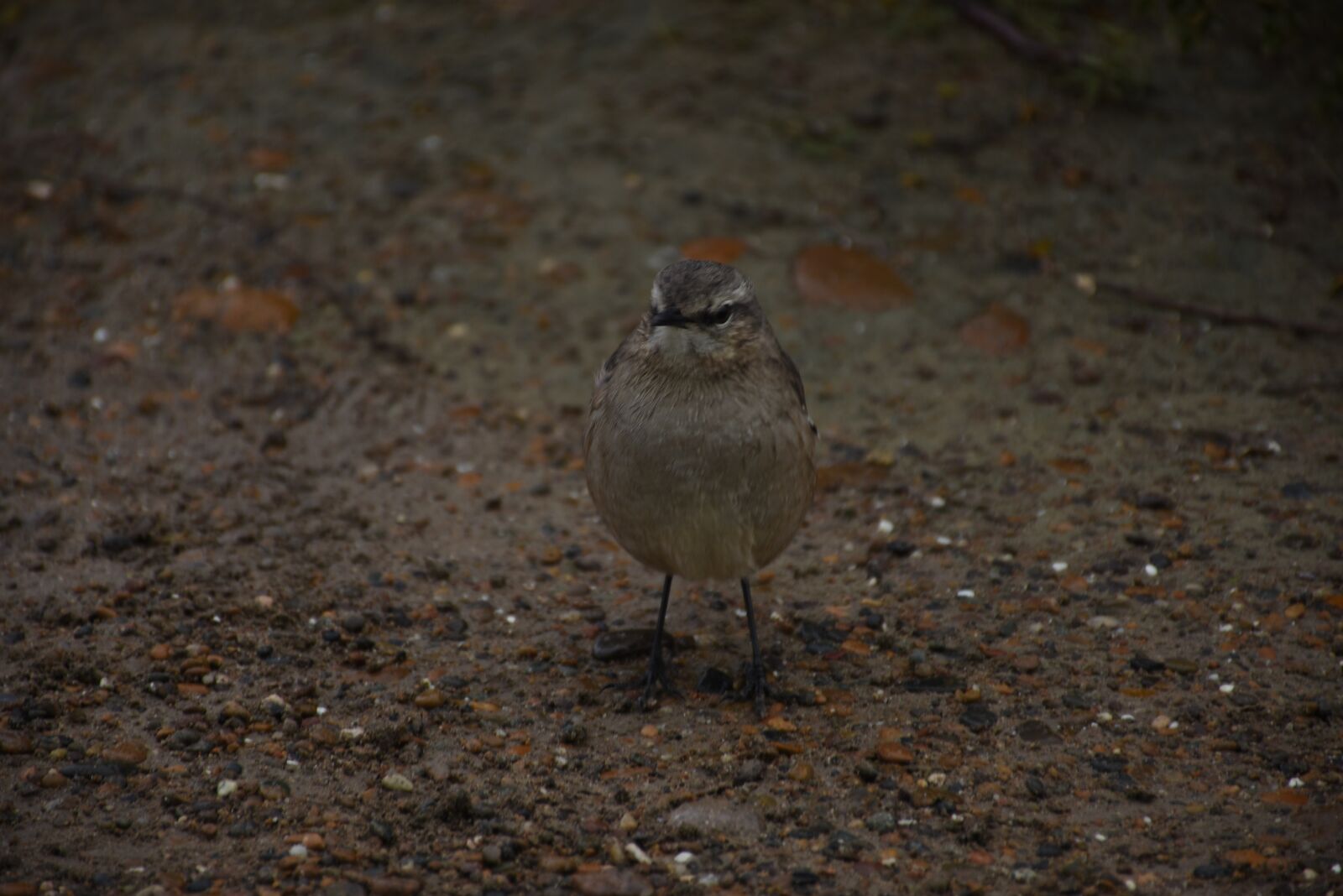 Nikon D7200 sample photo. Ave, bird, patagonia photography