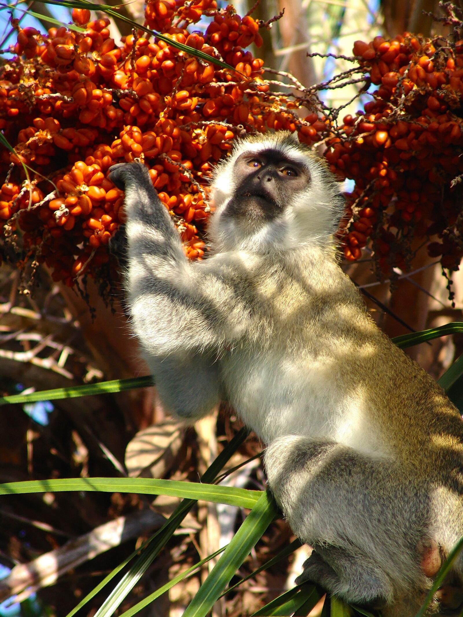 Sony DSC-F828 sample photo. Monkey, makake, africa photography