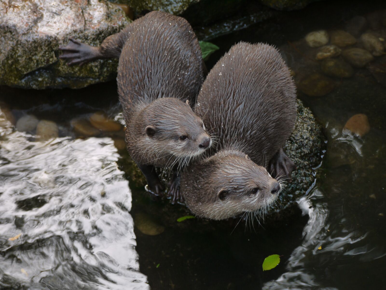 Panasonic Lumix DMC-G1 sample photo. Otter, mammal, clawed otter photography